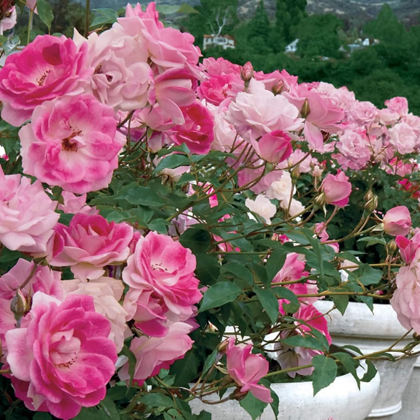 Brilliant Pink Iceberg Bare Root Tree Rose