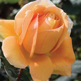 Bronze Star™ Bare Root Rose Bush