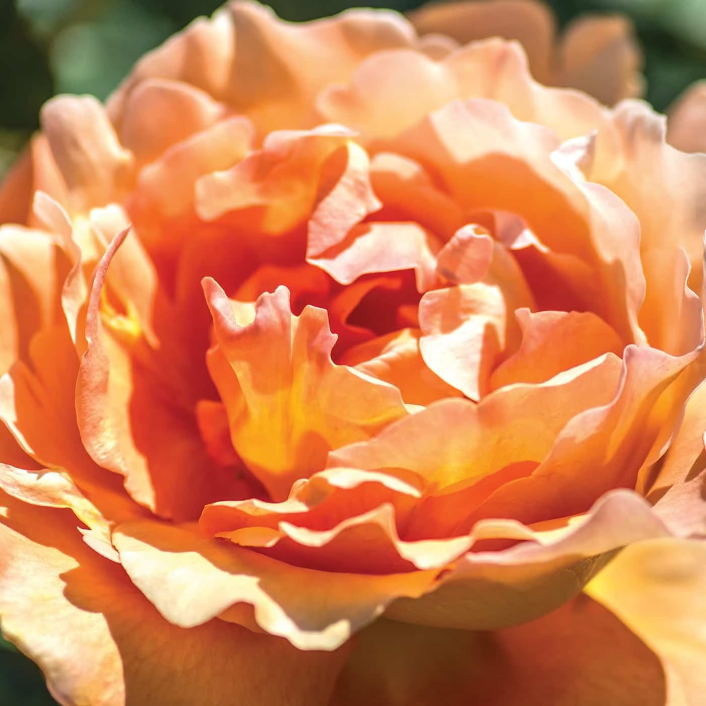 Bronze Star™ Bare Root Rose Bush