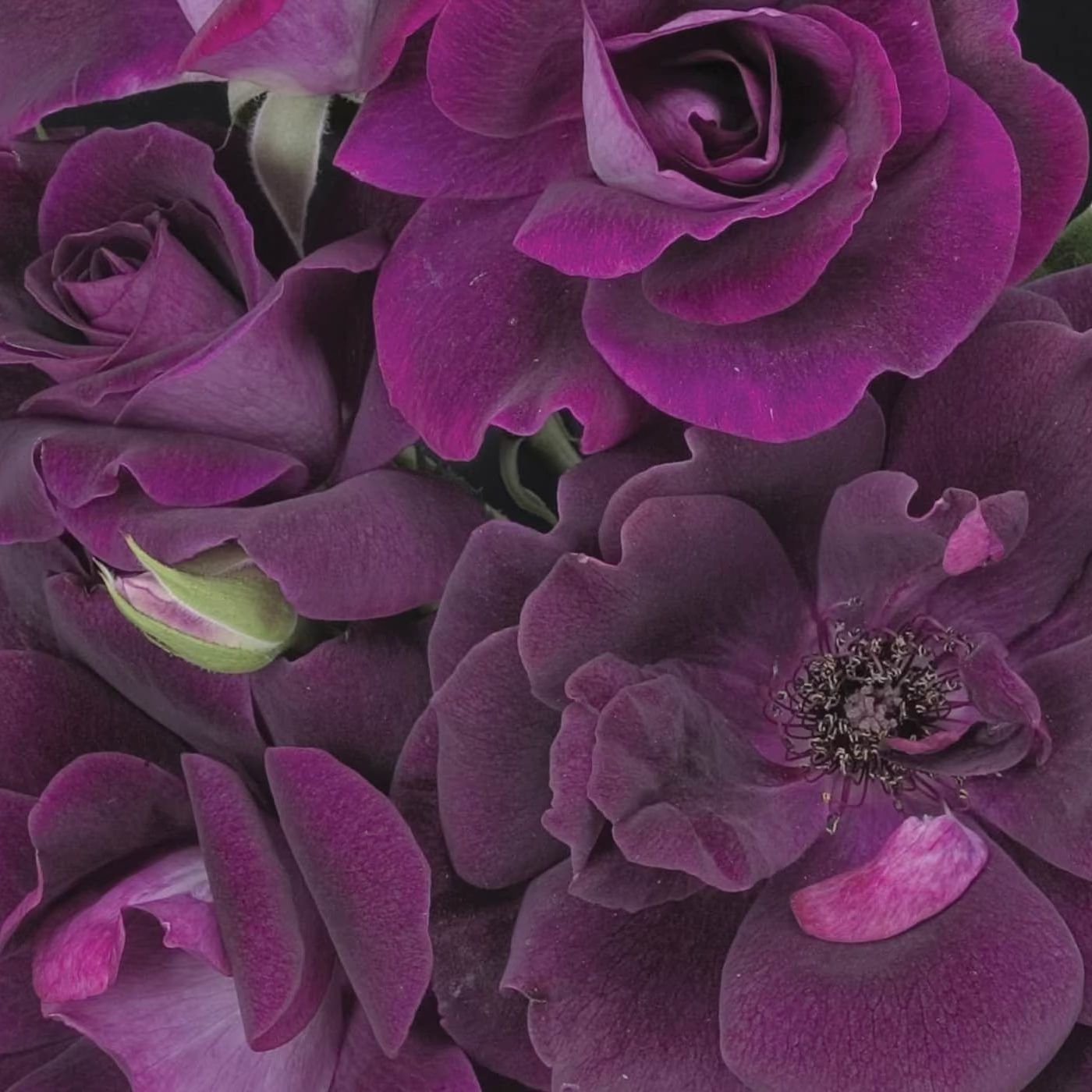 Burgundy Iceberg Potted Tree Rose