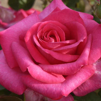 Eleganza® Buxom Beauty™ Bare Root Rose Bush
