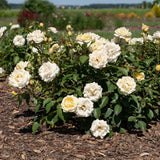 Buttercream Drift® Potted Rose Bush