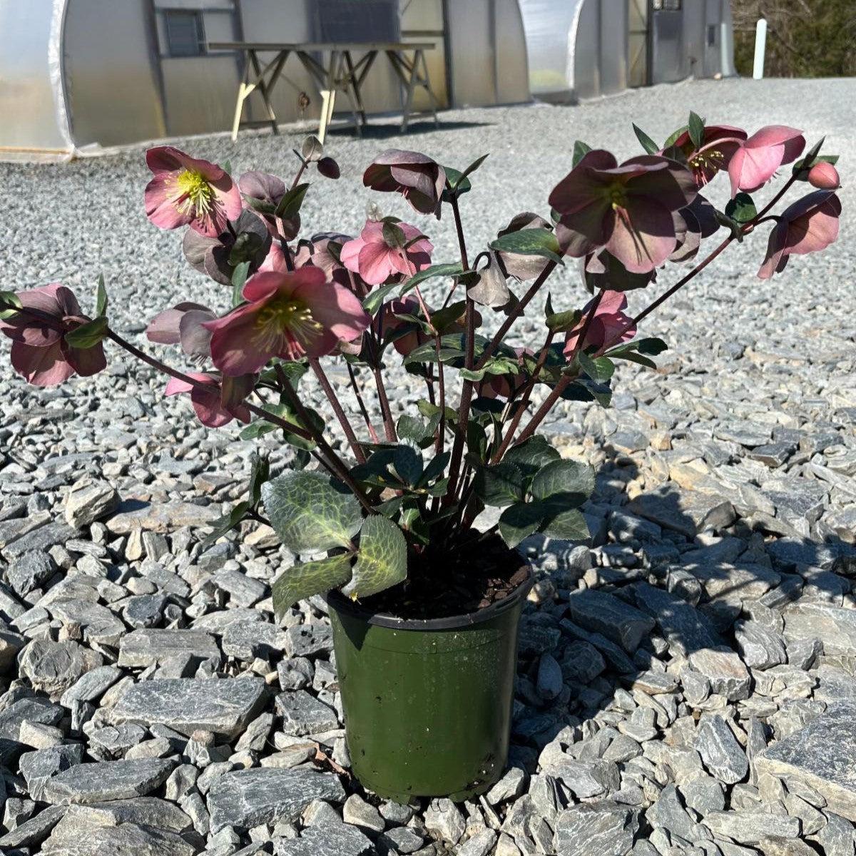 Hellebore FrostKiss® Penny's Pink® Potted Lenten Rose Plant