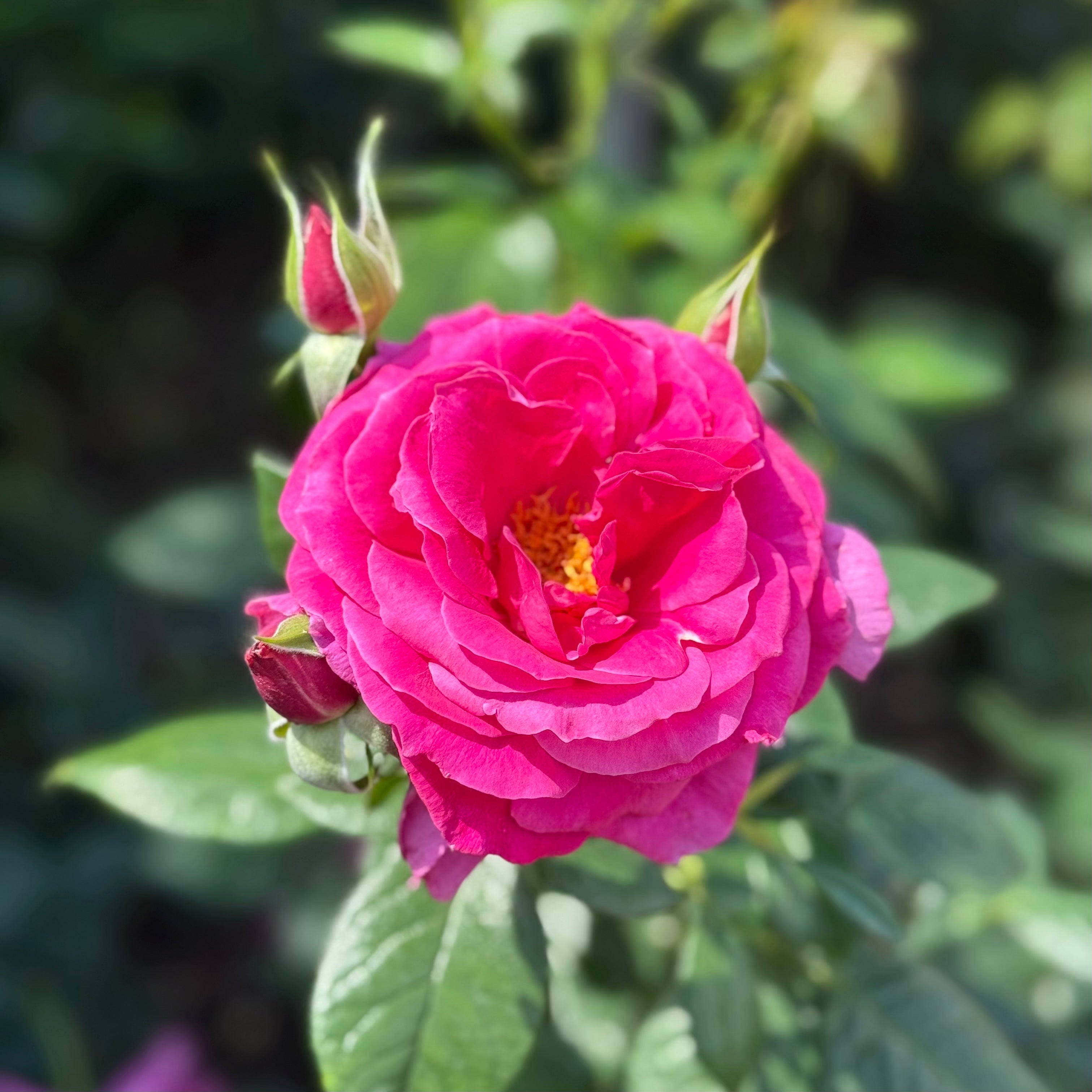 Pretty Lady™ Rose Potted Tree Rose