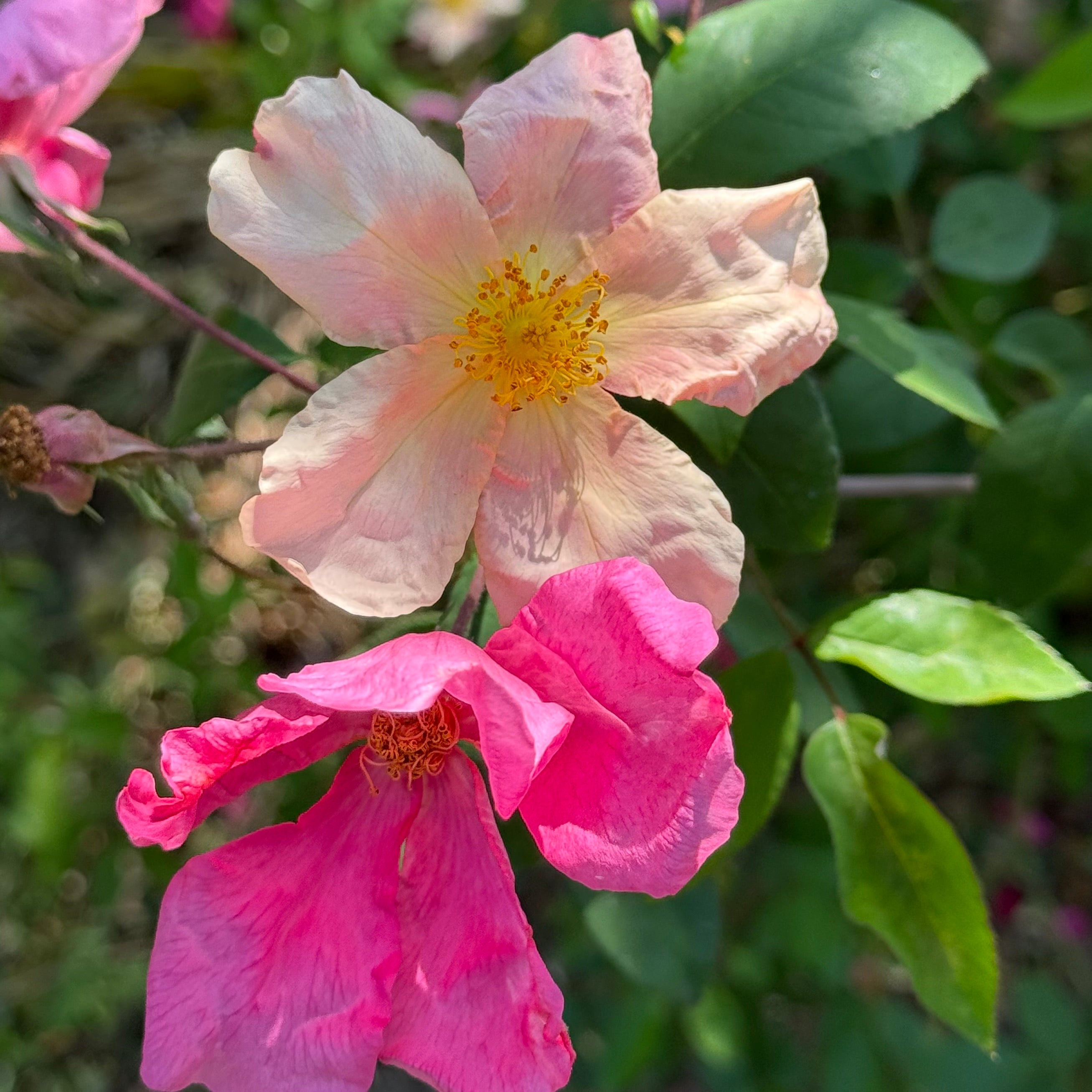 The Butterfly Rose (Mutabalis) Potted Climbing Rose