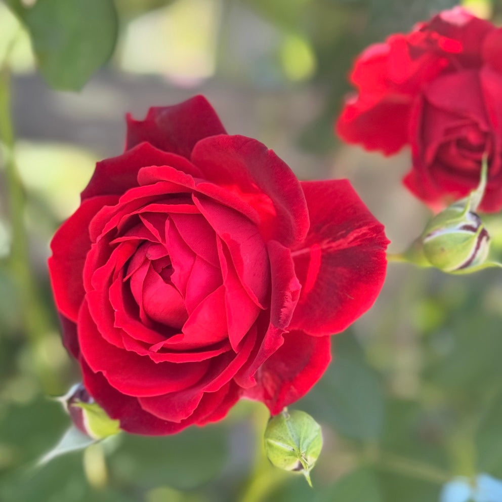 Blaze™ Bare Root Climbing Rose