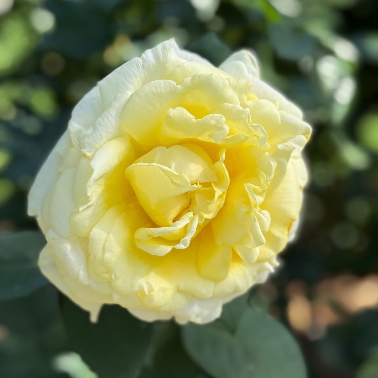 Chantilly Cream® Potted Tree Rose