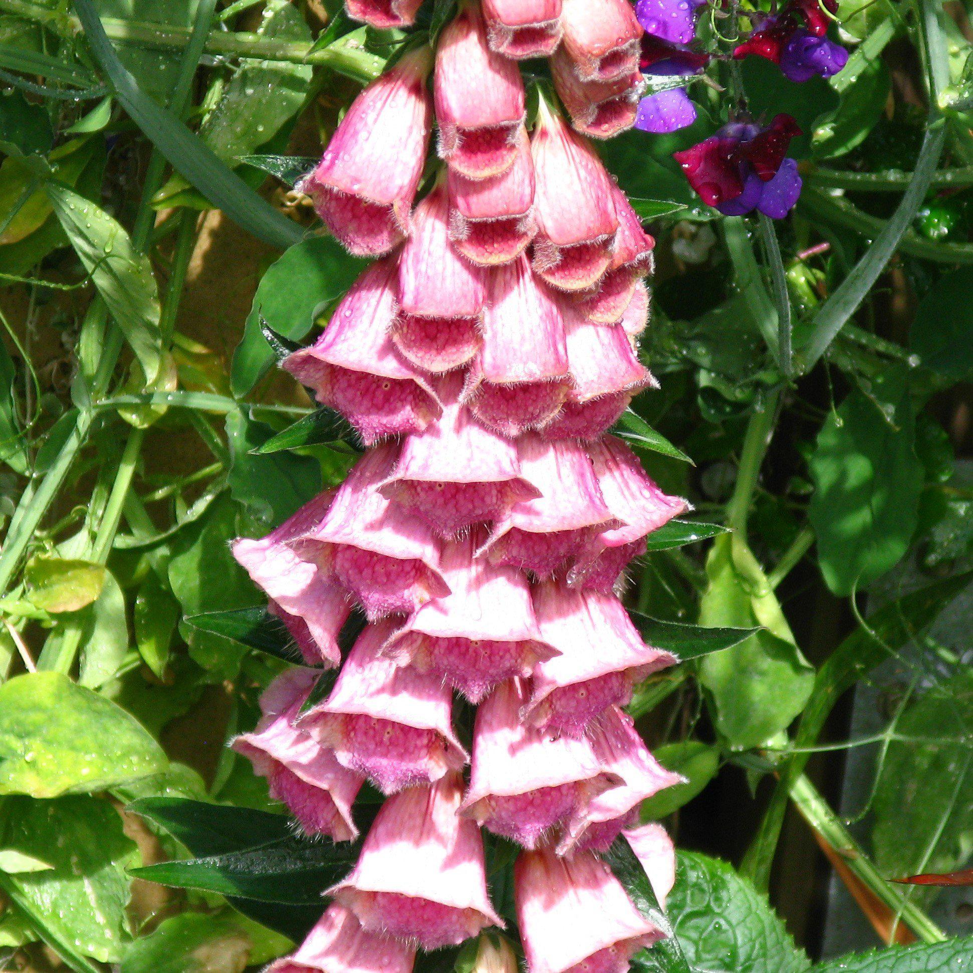 Foxglove mertonensis Potted Strawberry Foxglove Plant