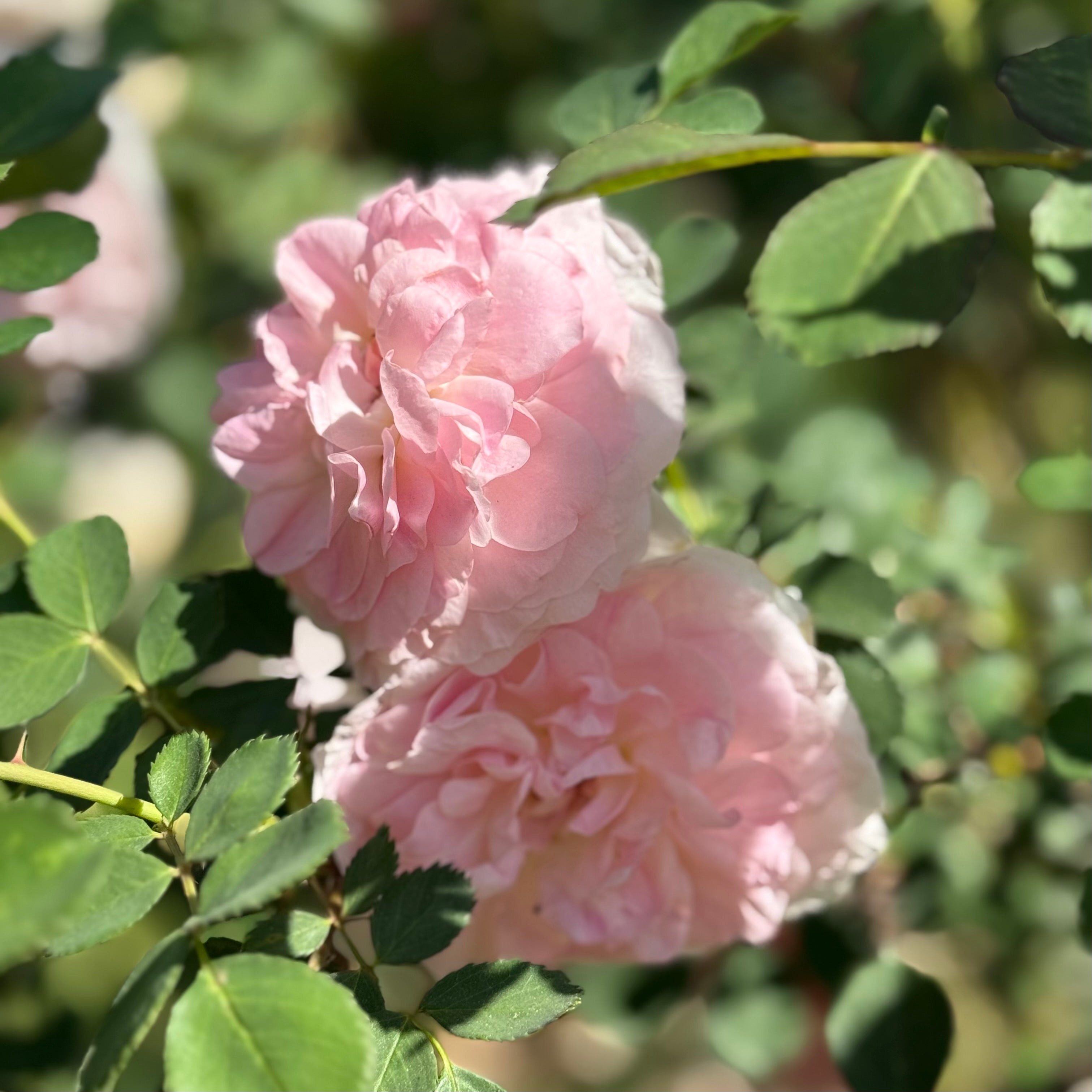 Martin Frobisher Potted Rose Bush