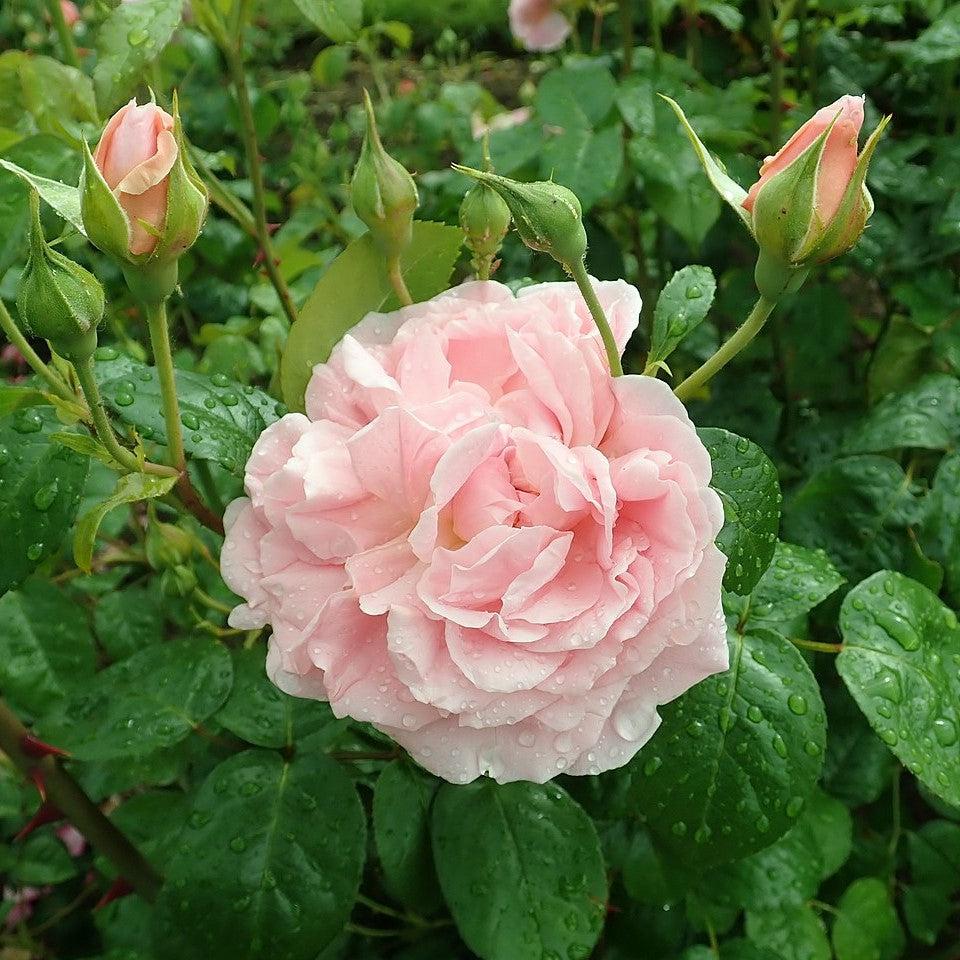 David Austin® Strawberry Hill® Climbing Potted Rose