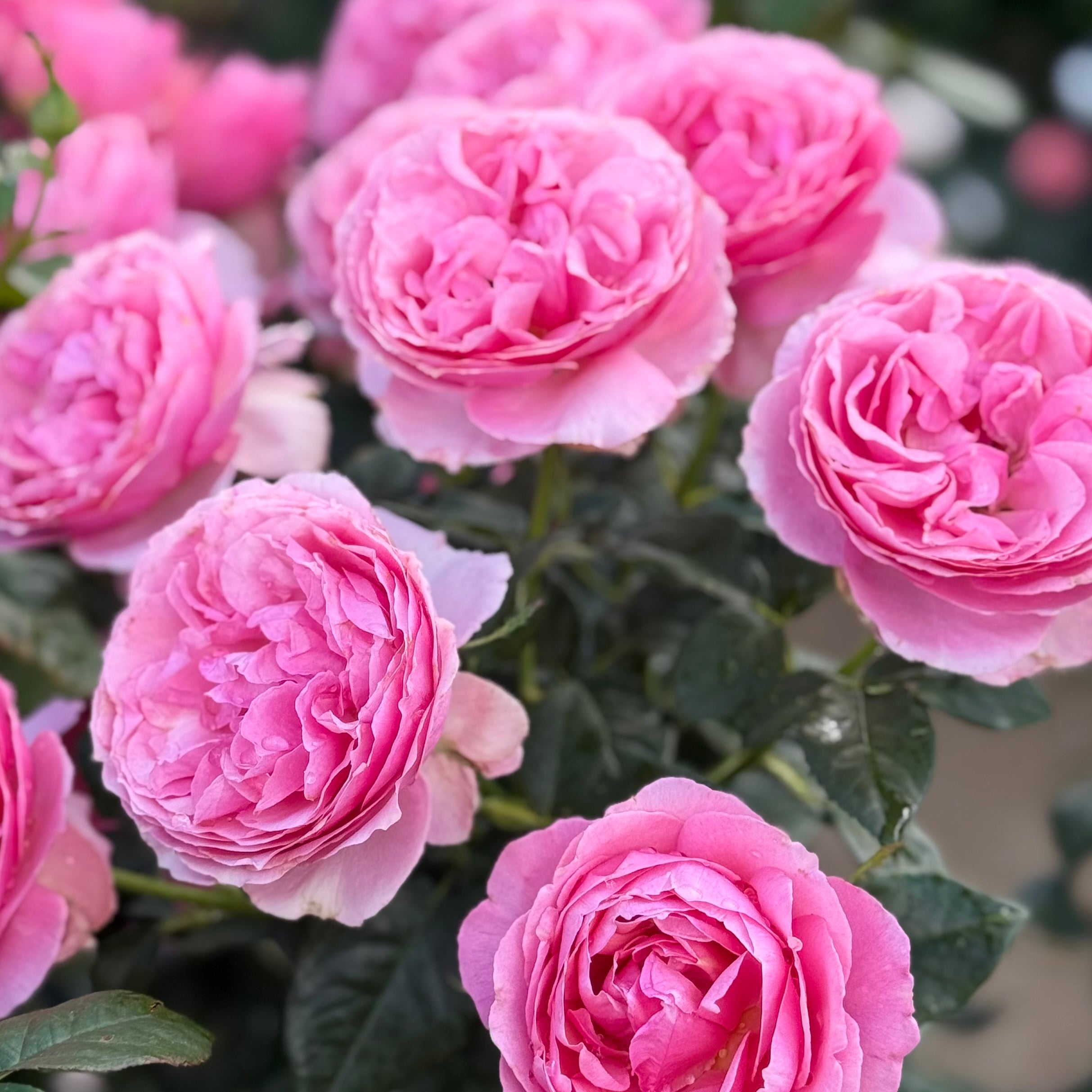 All Dressed Up™ Potted Rose Bush