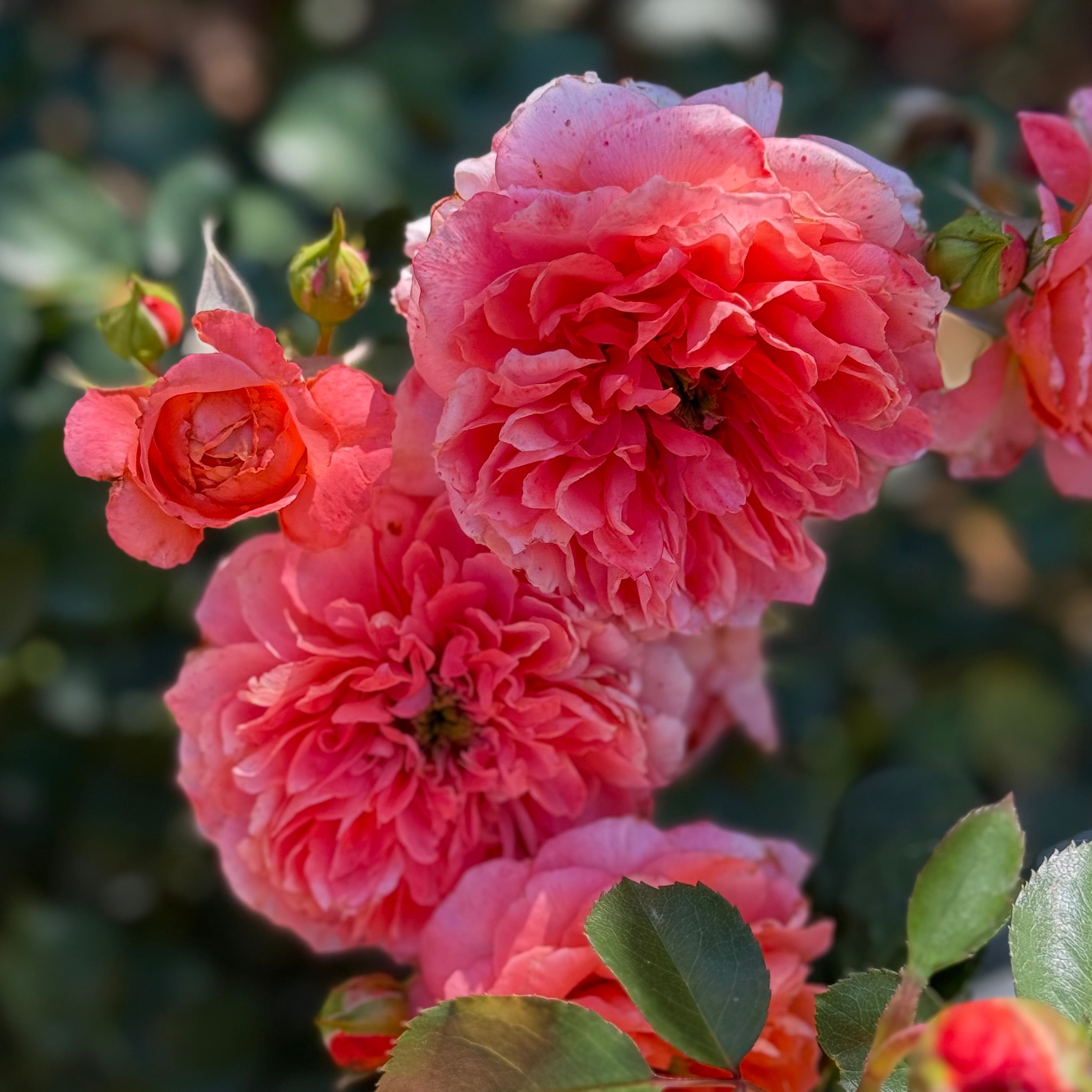 Adobe Sunrise™ Potted Rose Bush