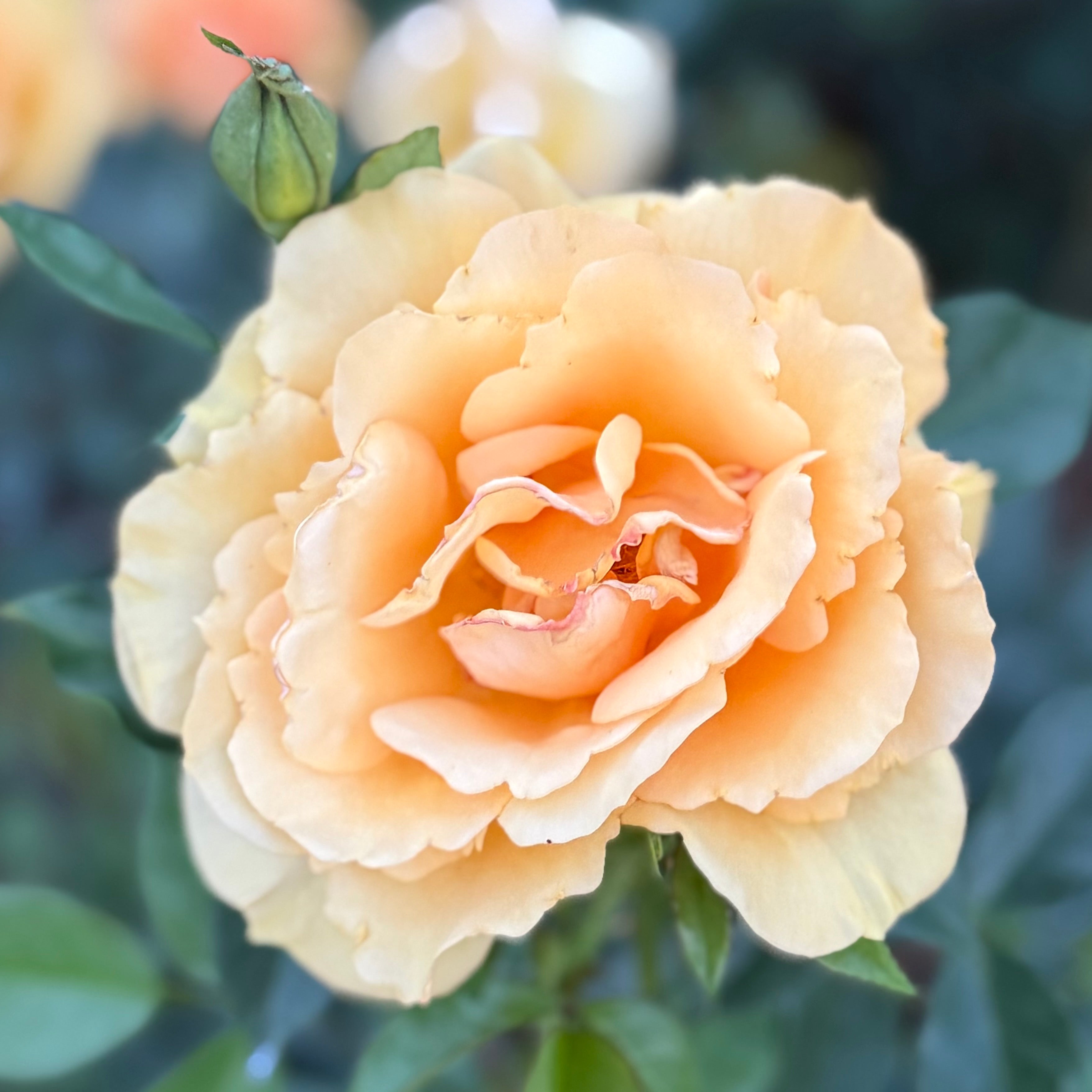 Sunbelt® South Africa® Potted Rose Bush