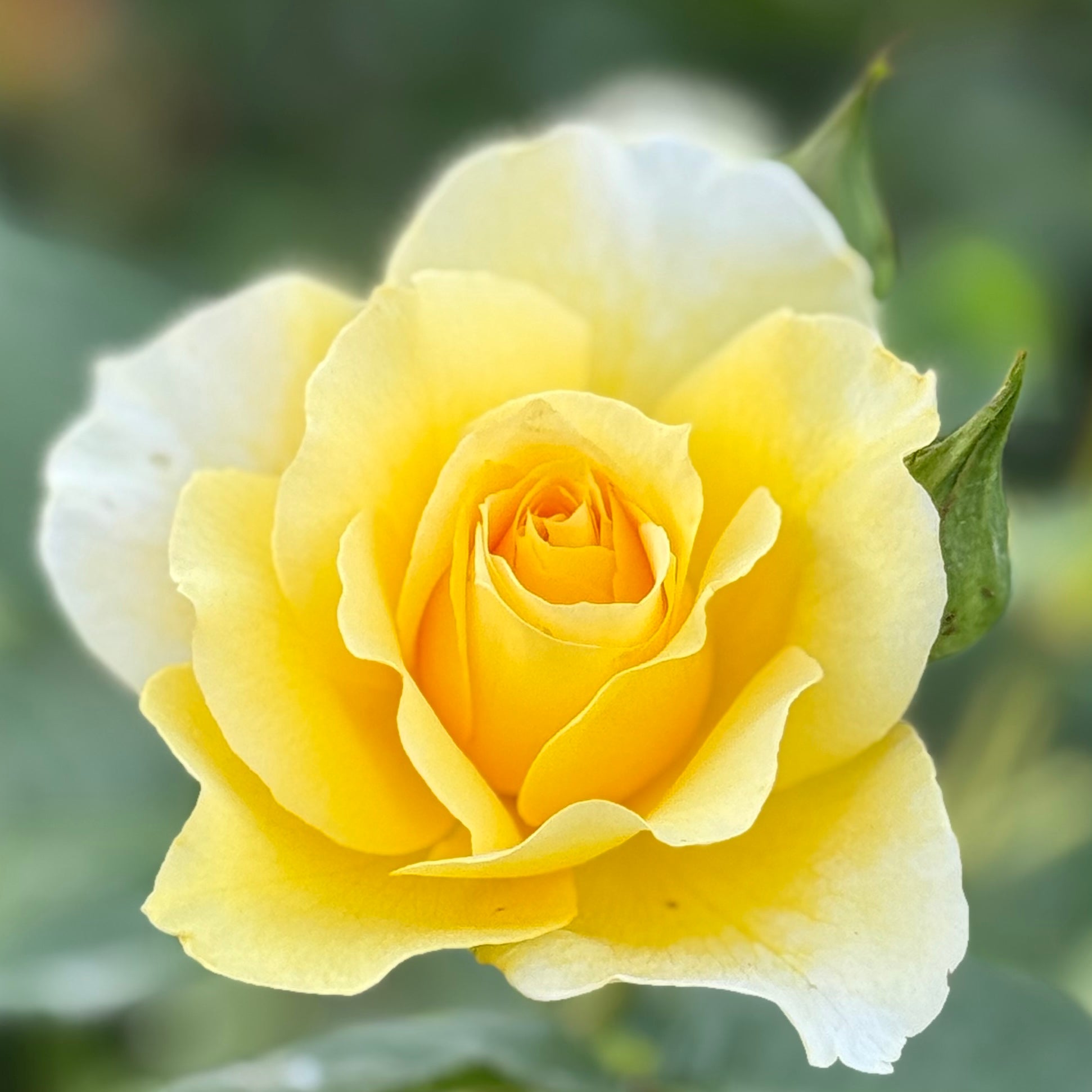 Quest for Zest™ Potted Tree Rose