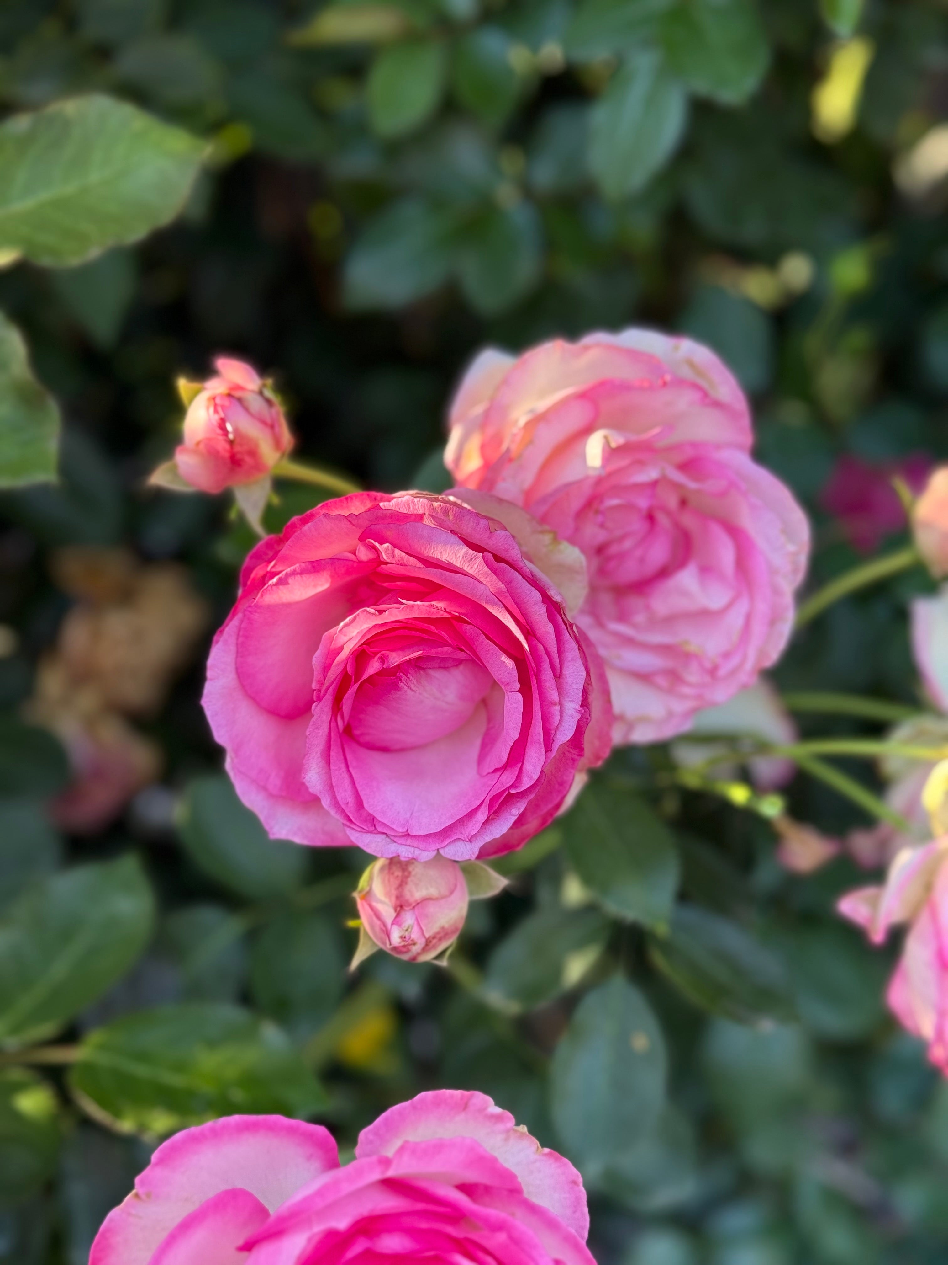 Eden Climber® Pretty In Pink Potted Climbing Rose