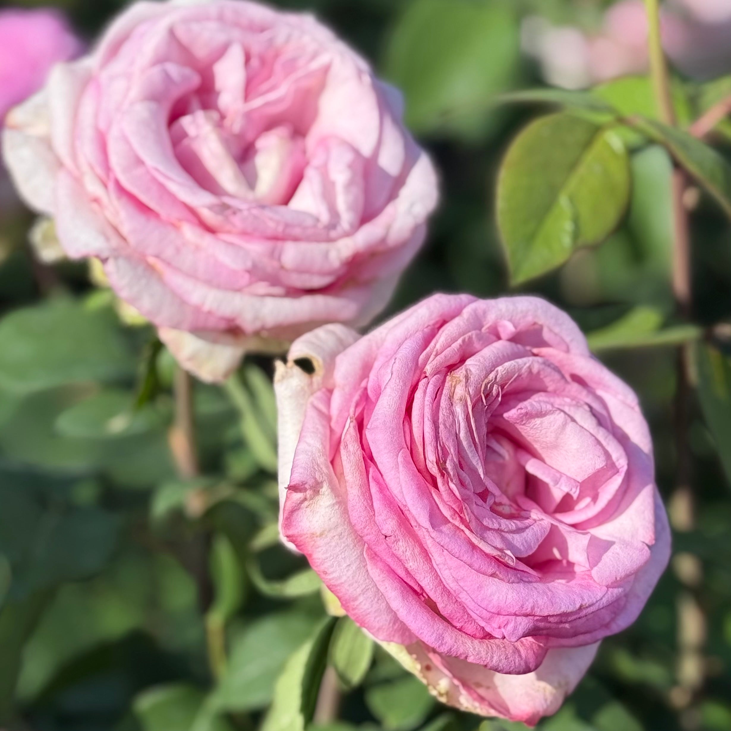 Eleganza® Beverly™ Potted Rose Bush