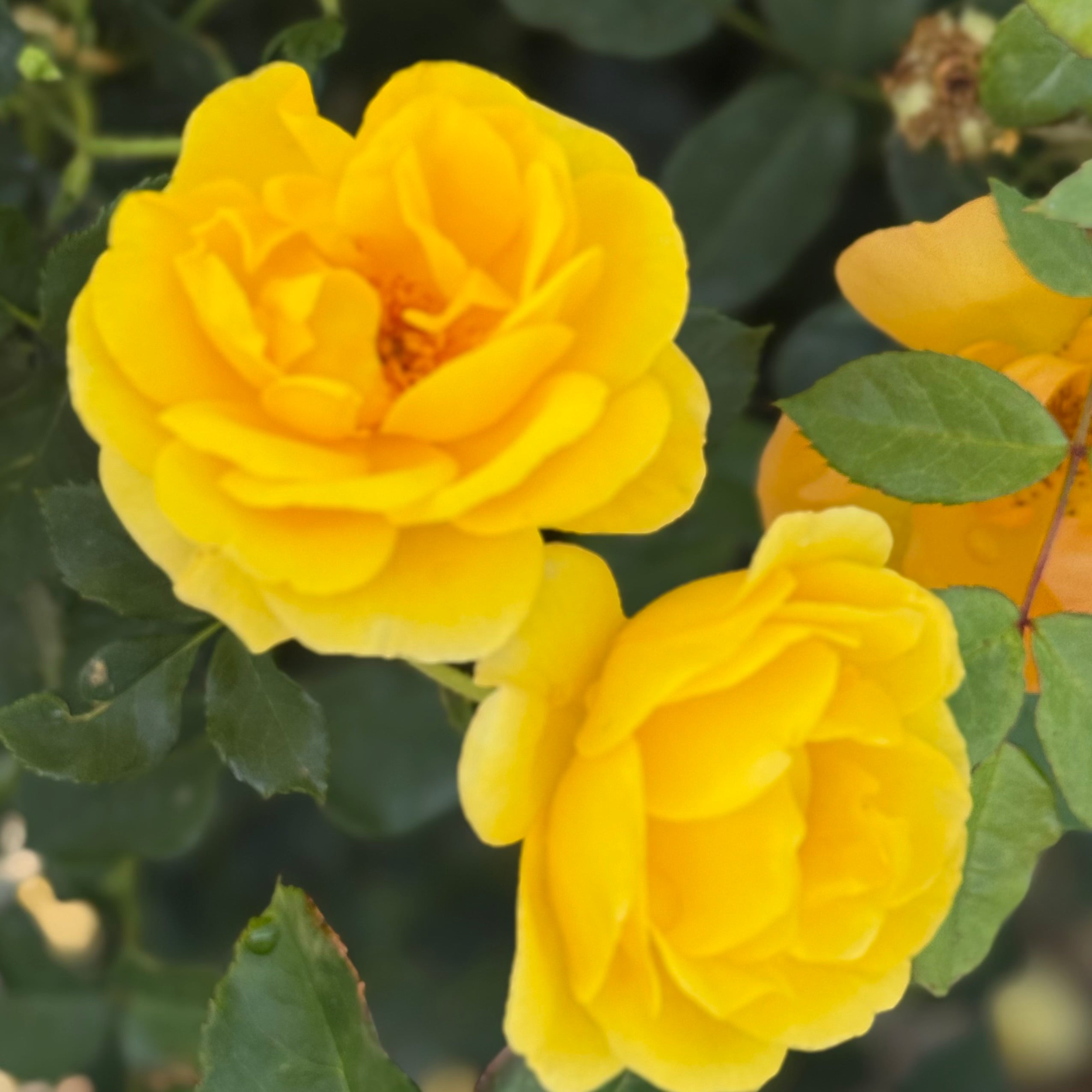 Sol Desire™ Potted Rose Bush