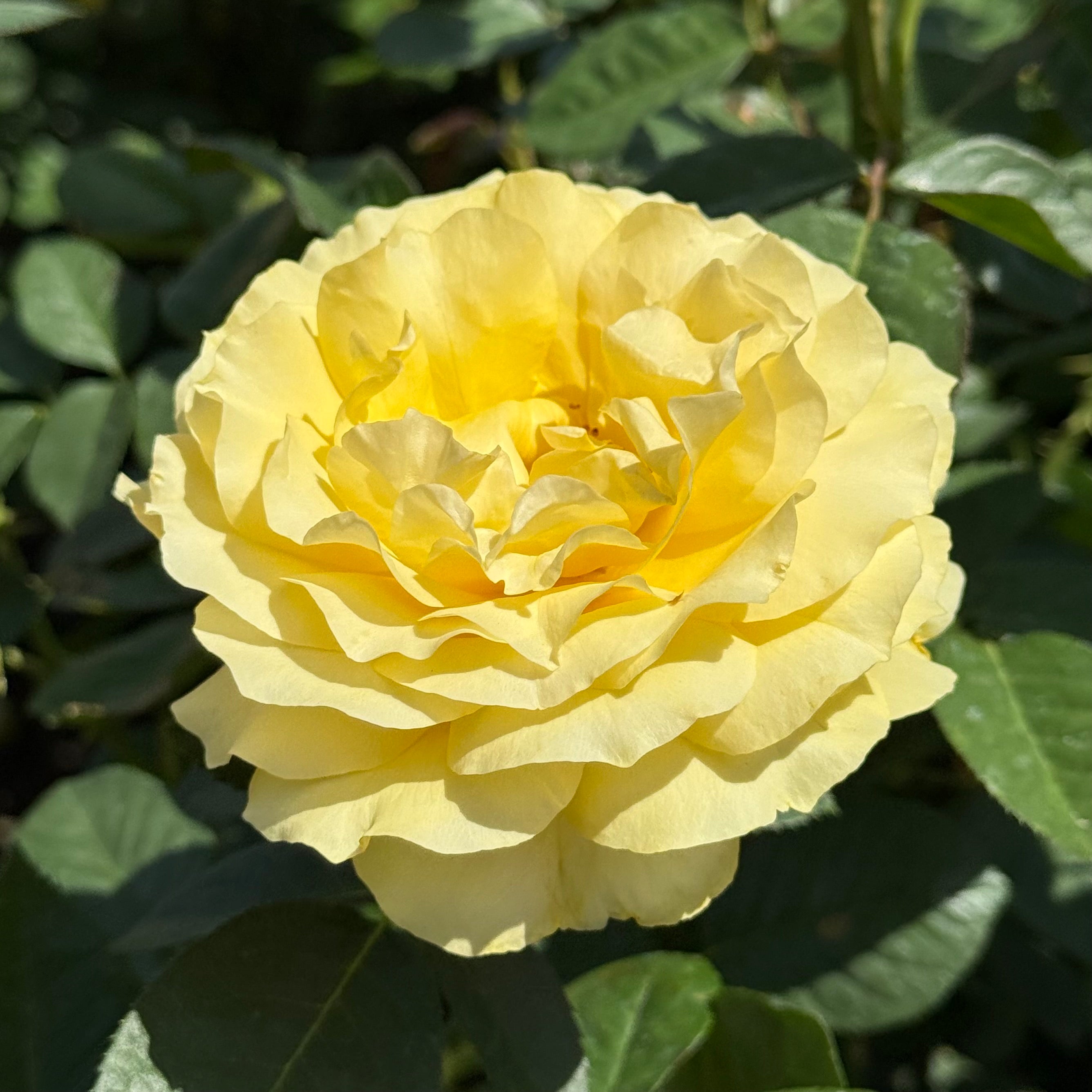 Doris Day Potted Tree Rose