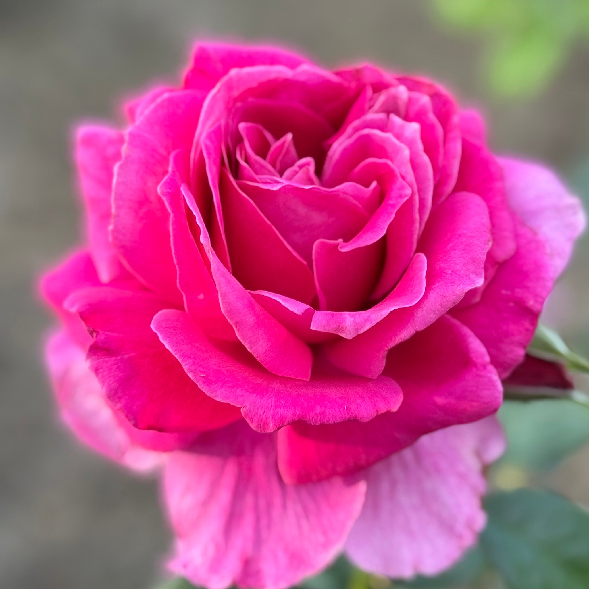 Pretty Lady™ Rose Potted Tree Rose