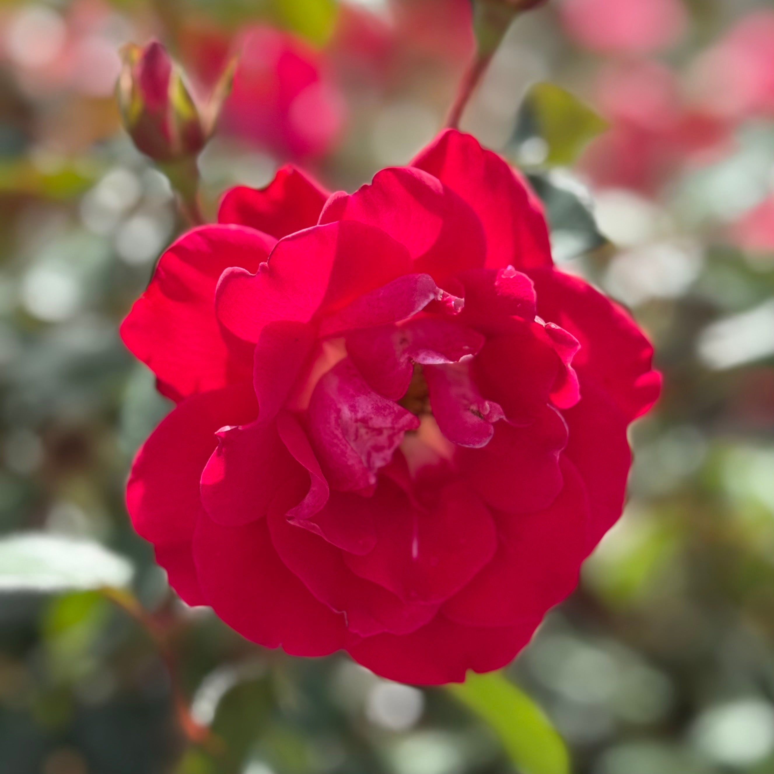 Take it Easy® Potted Rose Bush