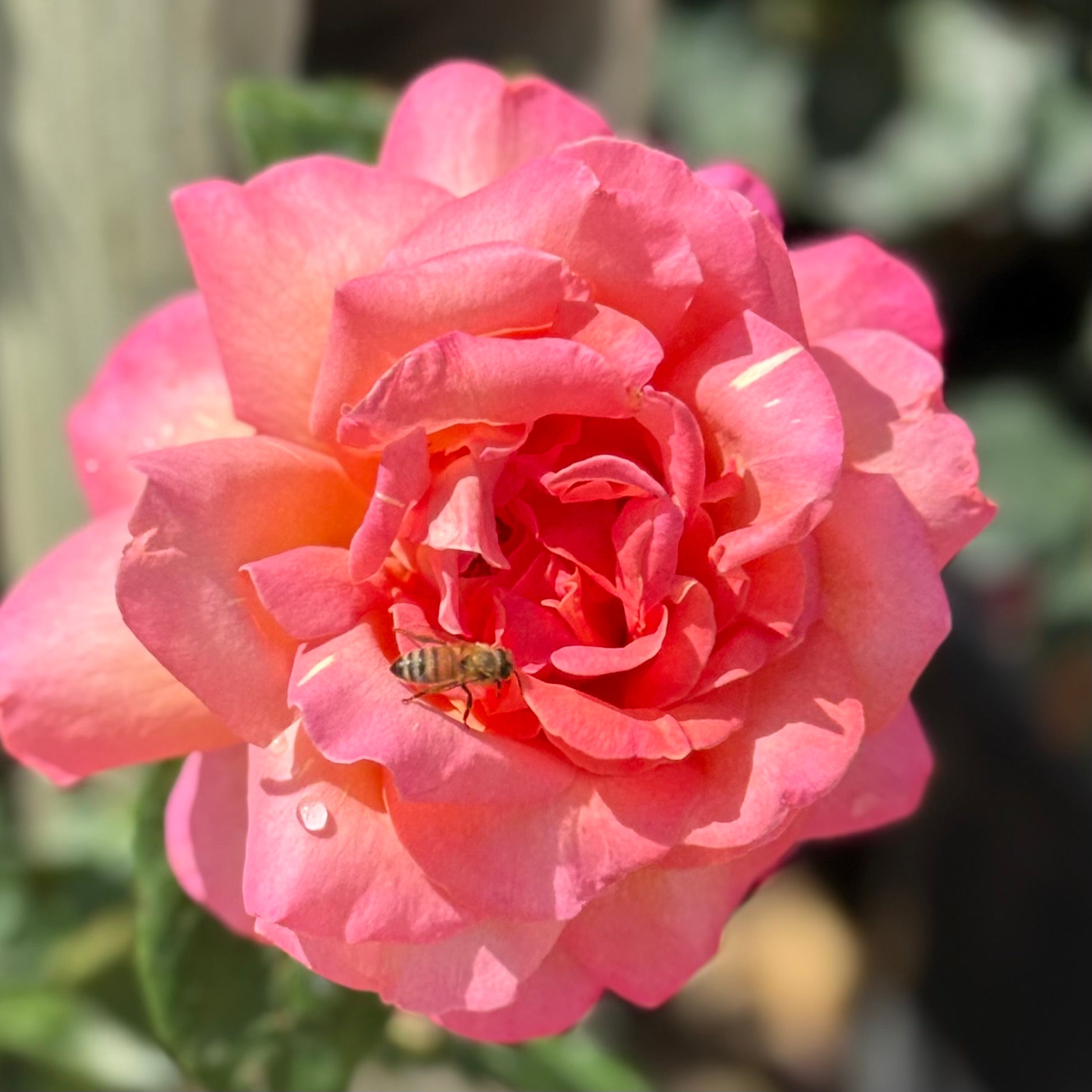 Chicago Peace™ Potted Rose Bush