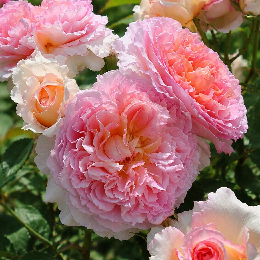 Träumerei Potted Rose Bush