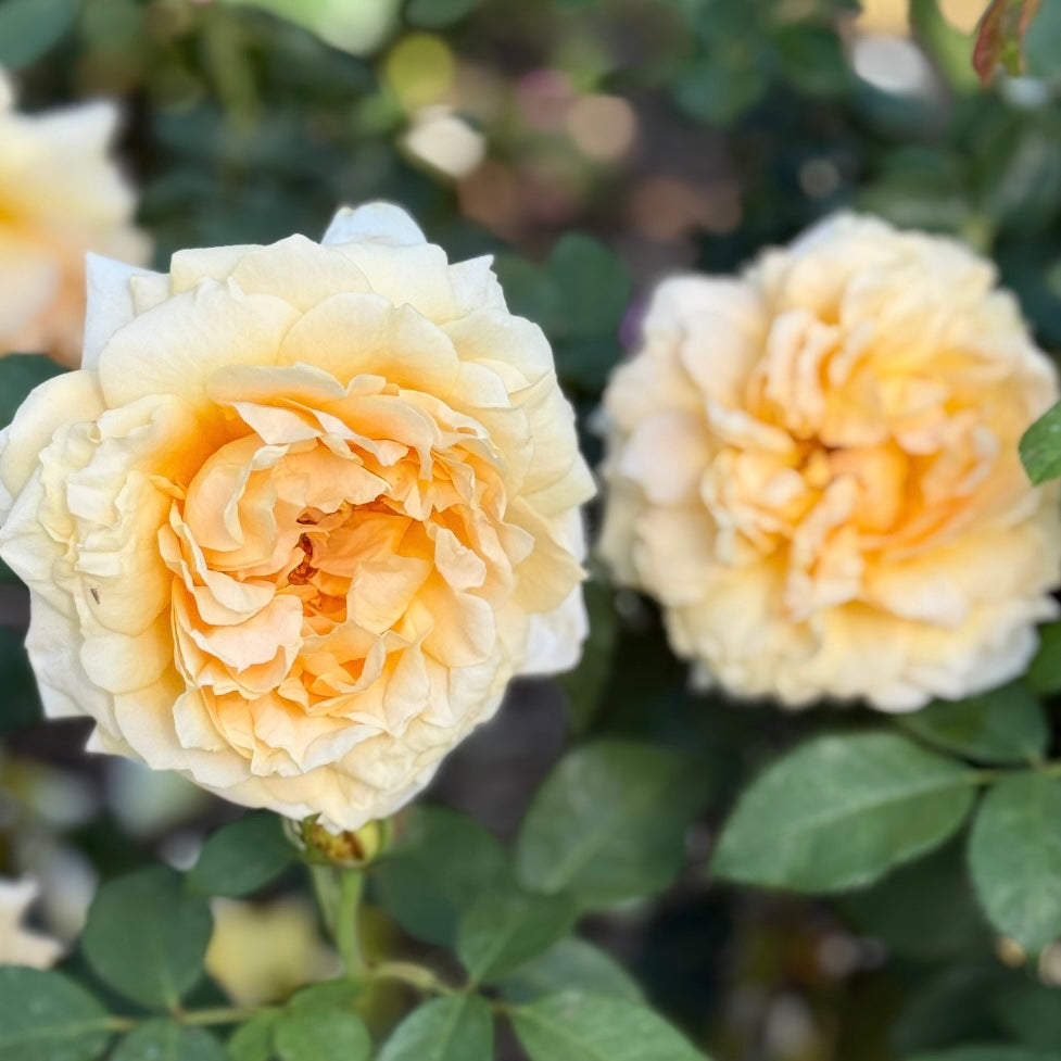 Forever Amber™ Potted Rose Bush