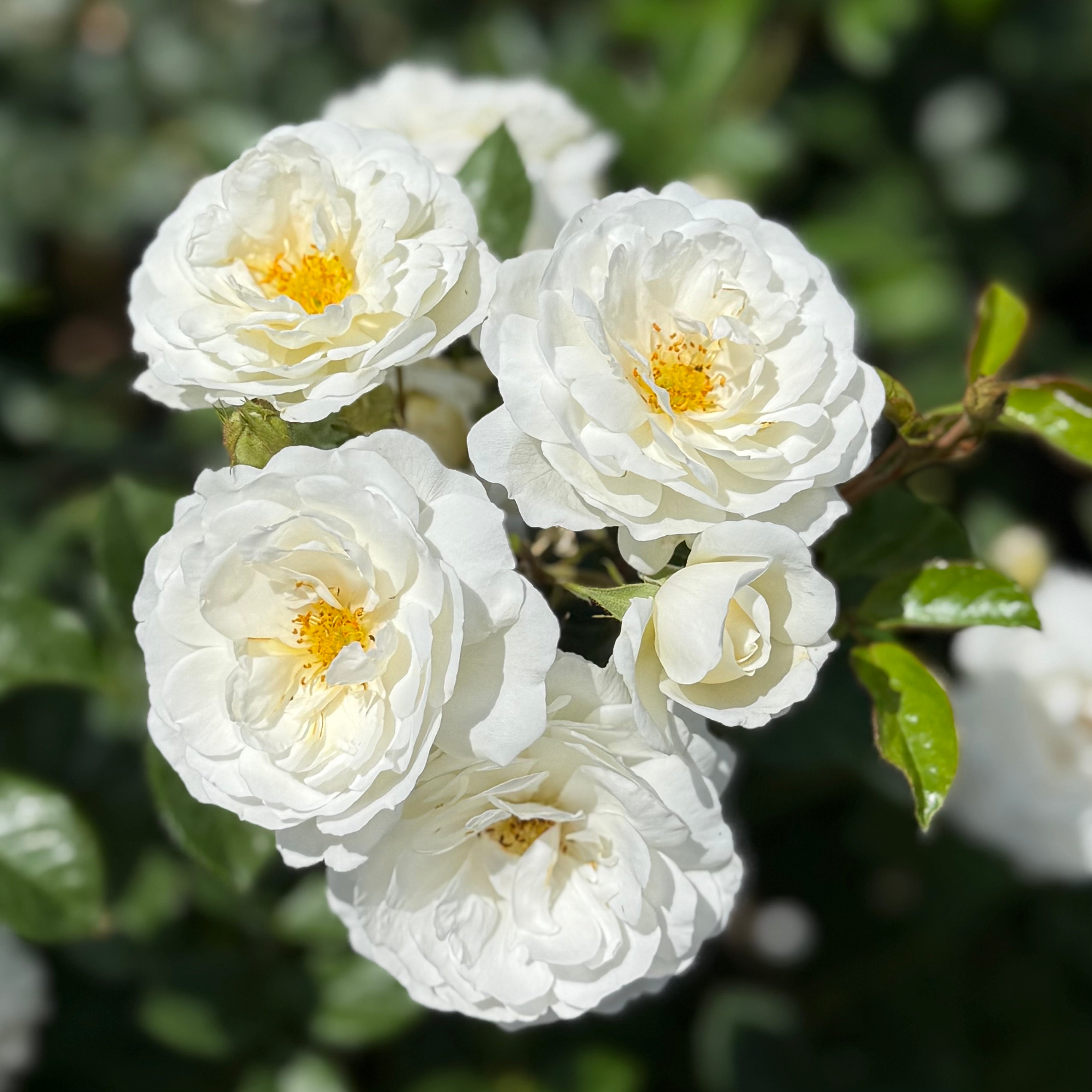 Pillow Fight™ Potted Rose Bush