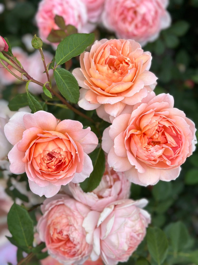 David Austin® Carding Mill® Potted Rose Bush