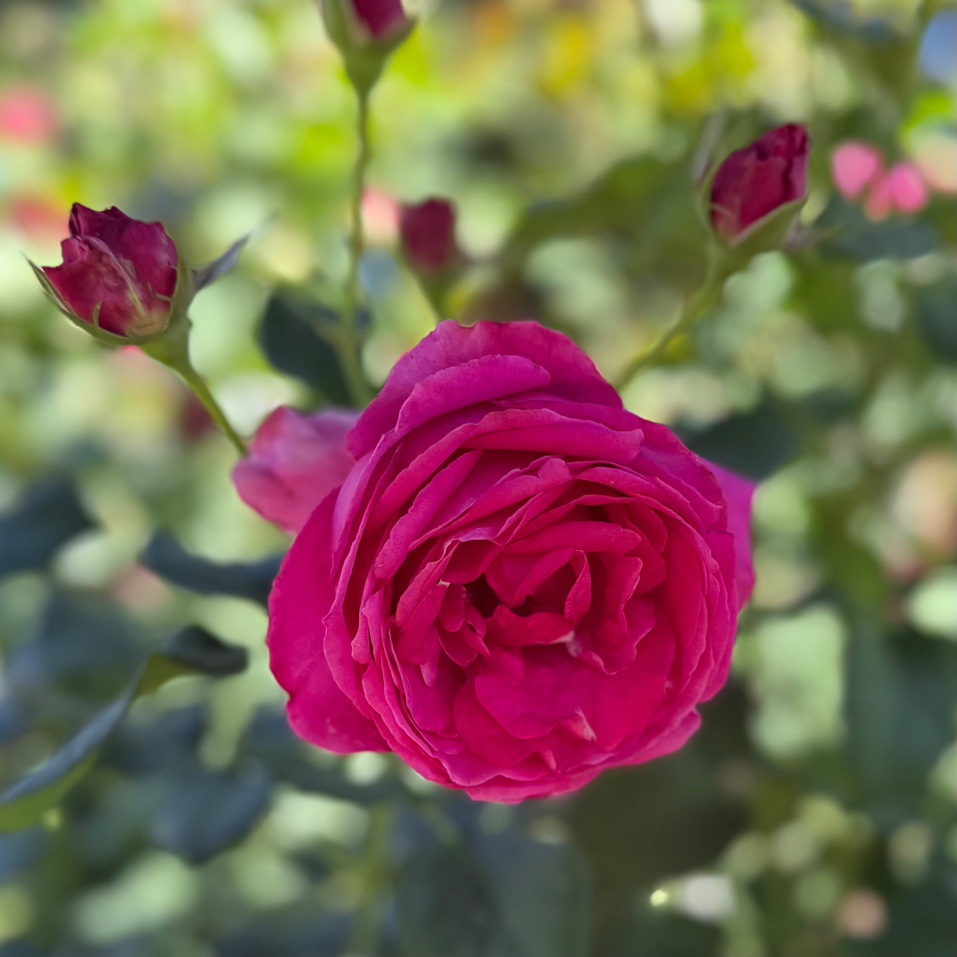 Grande Dame™ Potted Tree Rose