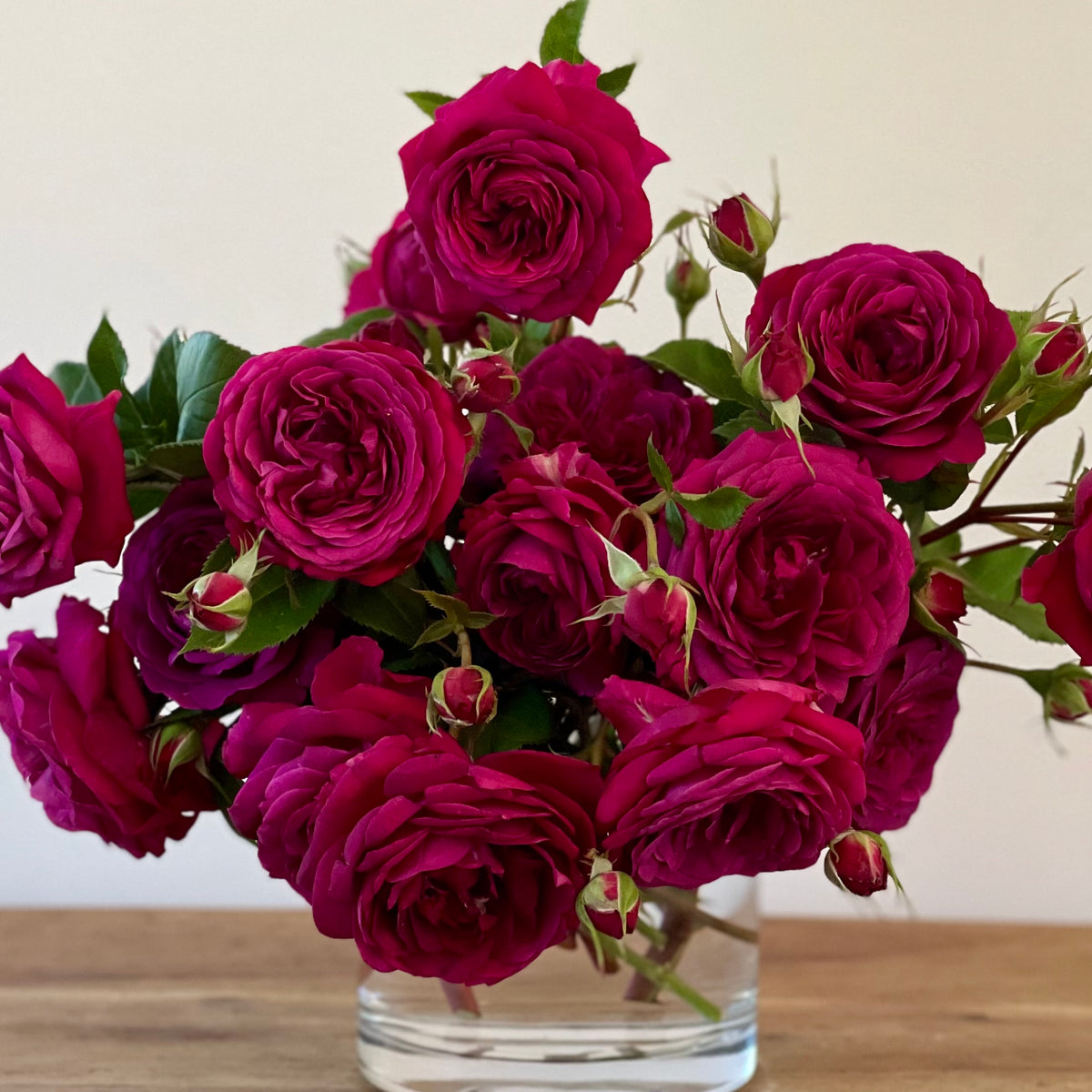 Celestial Night™ Potted Rose Bush
