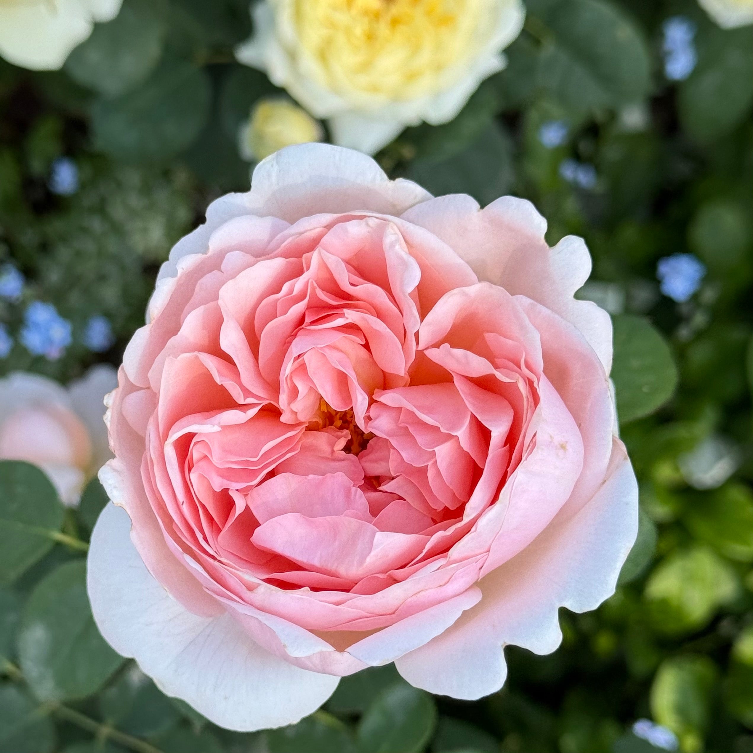 David Austin® Ambridge® Potted Rose Bush