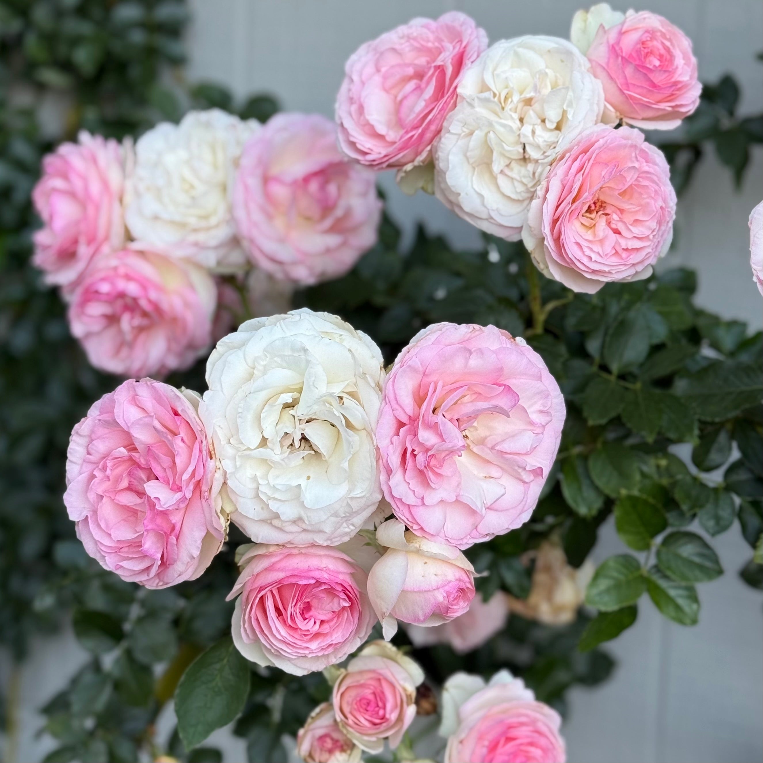 Eden Climber® Potted Climbing Rose