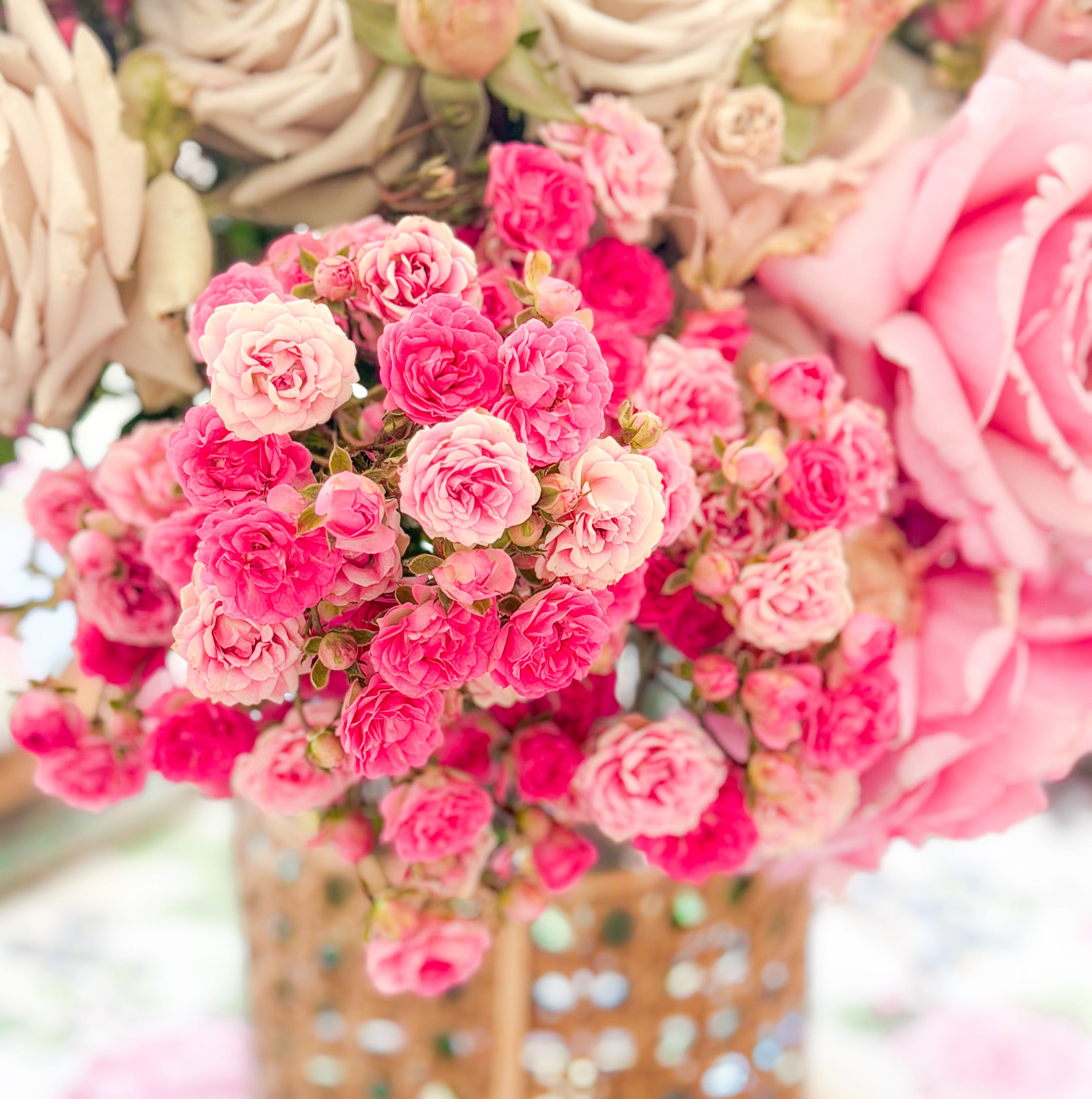 Wanderlust Roses™ Gypsy™ Potted Rose Bush