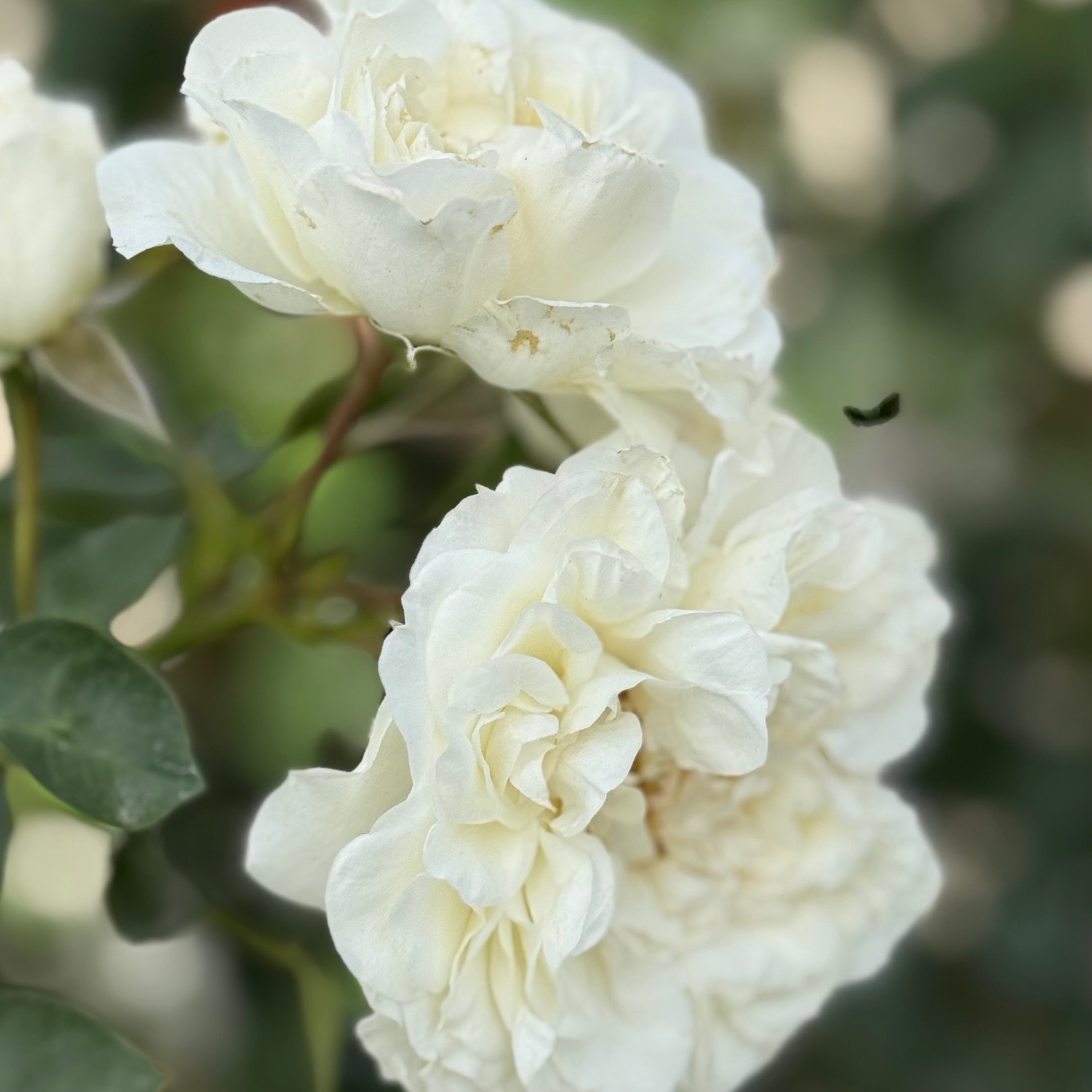 Meidiland® White Potted Rose Bush