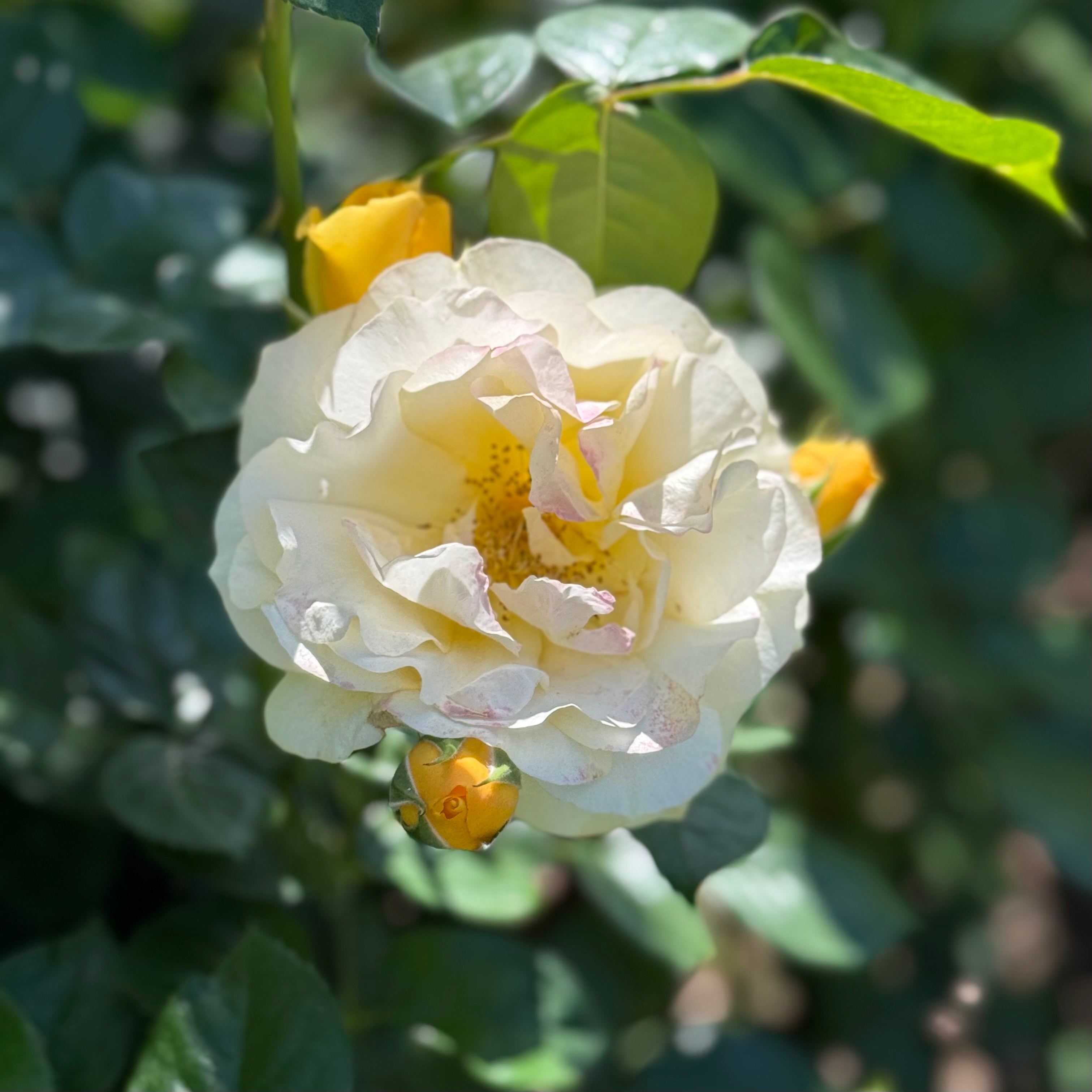 Easy Going™ Bare Root Rose Bush