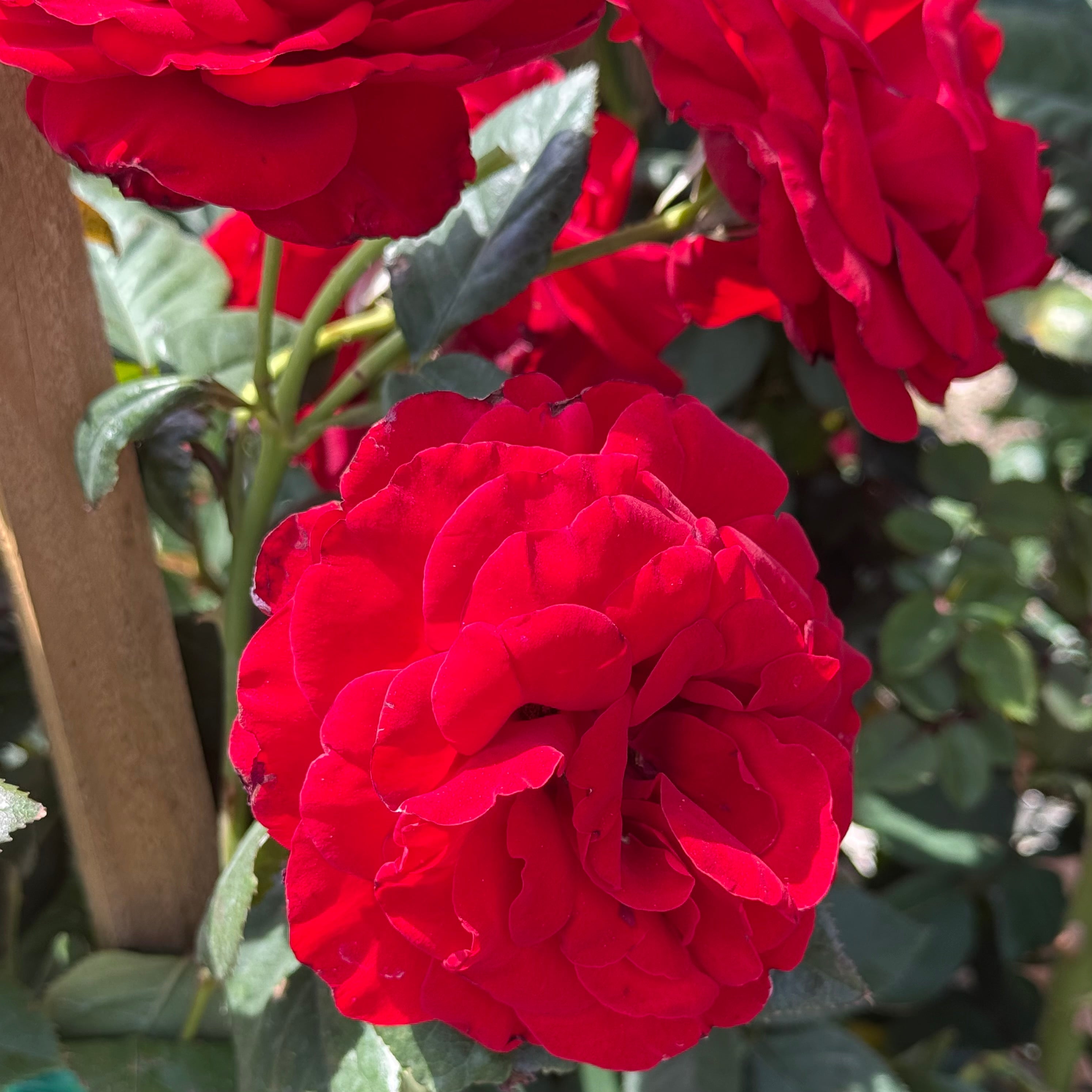 Chantilly Cream Rose | Fragrant Cream Rose Bush | Grace Rose Farm