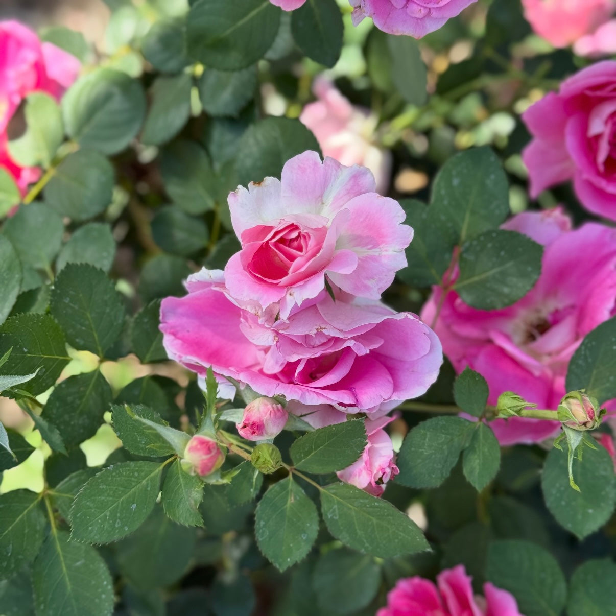 Carefree Wonder™ Potted Rose Bush