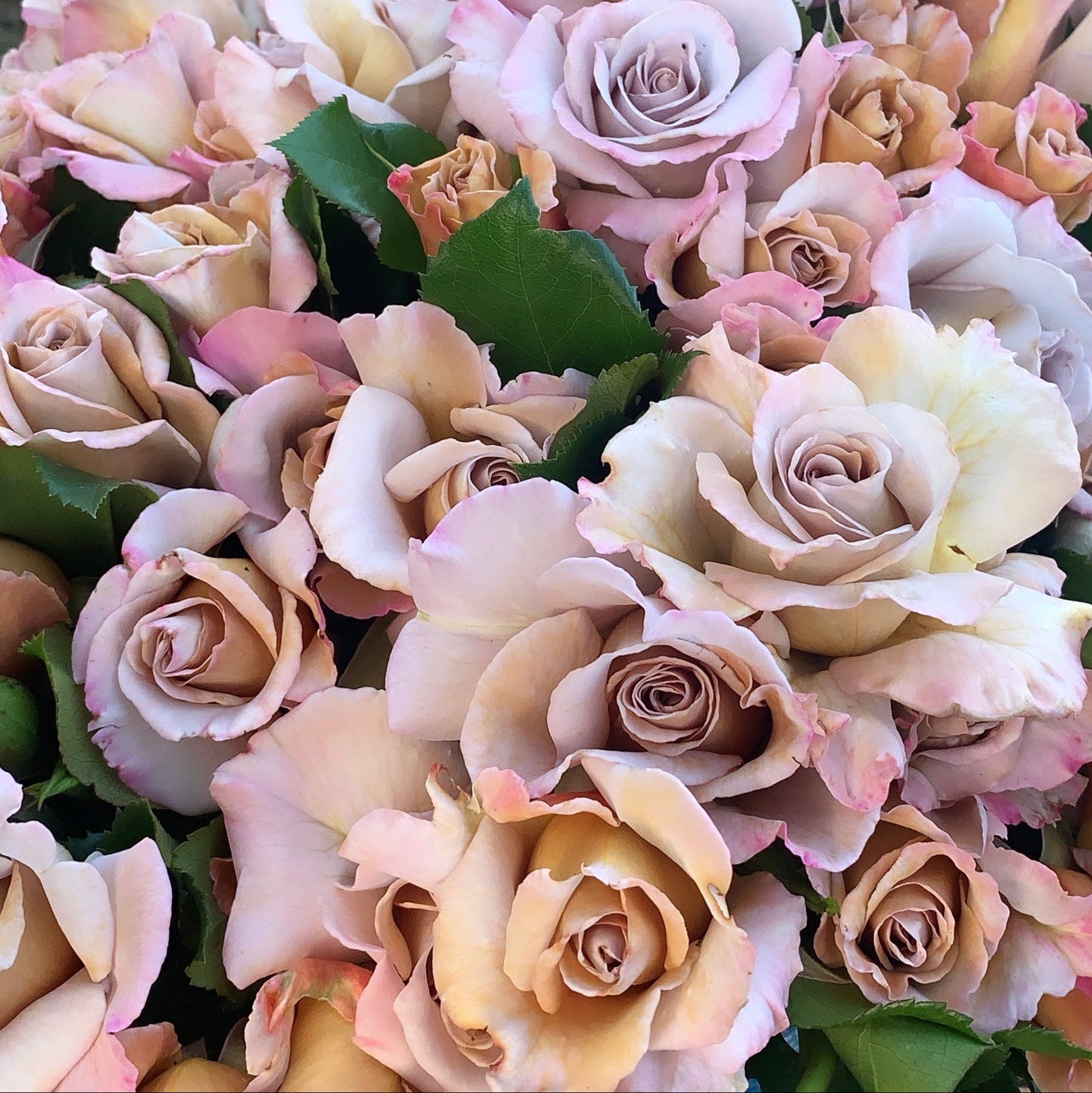 Stephen Rulo Potted Rose Bush