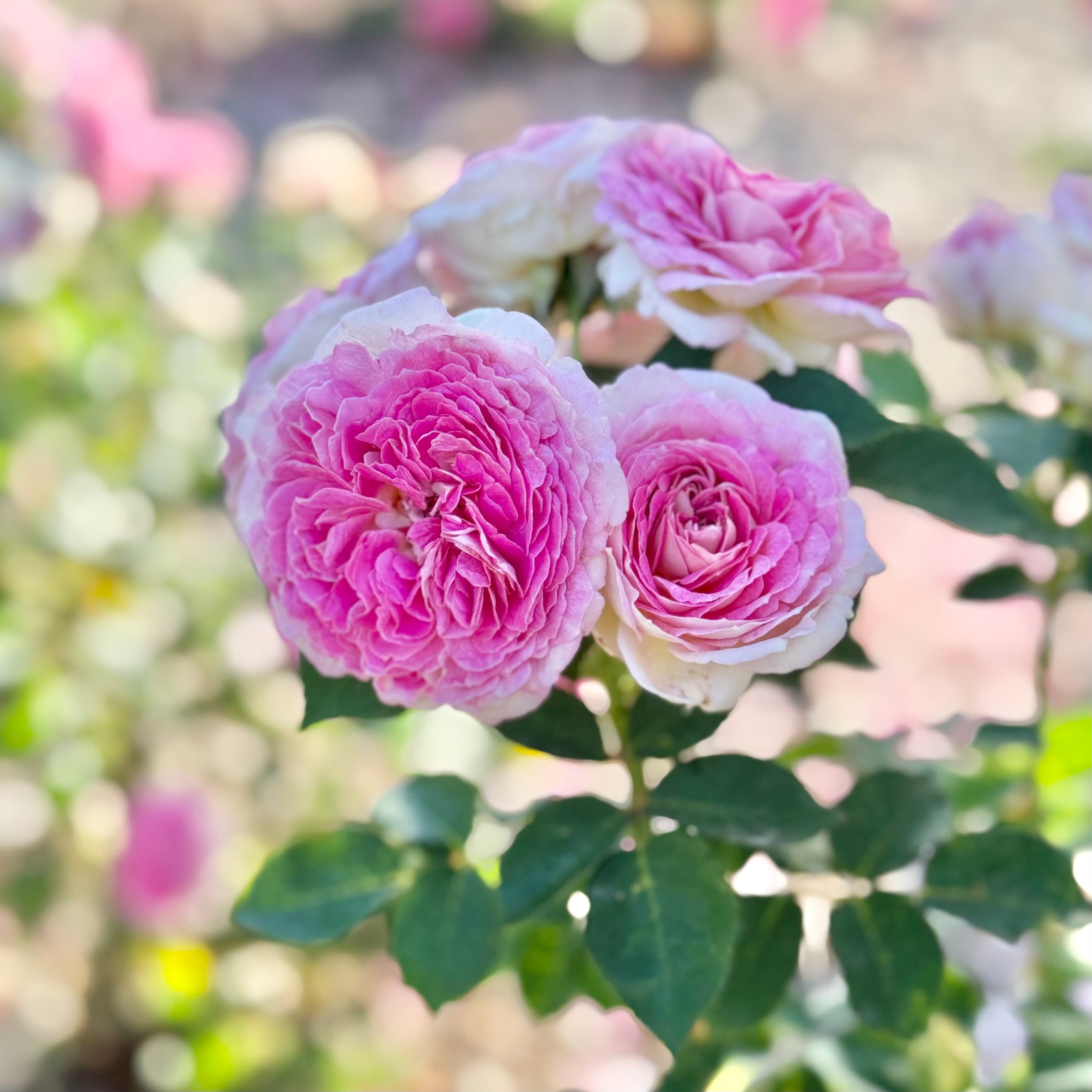 Fashion Forward™ Potted Rose Bush