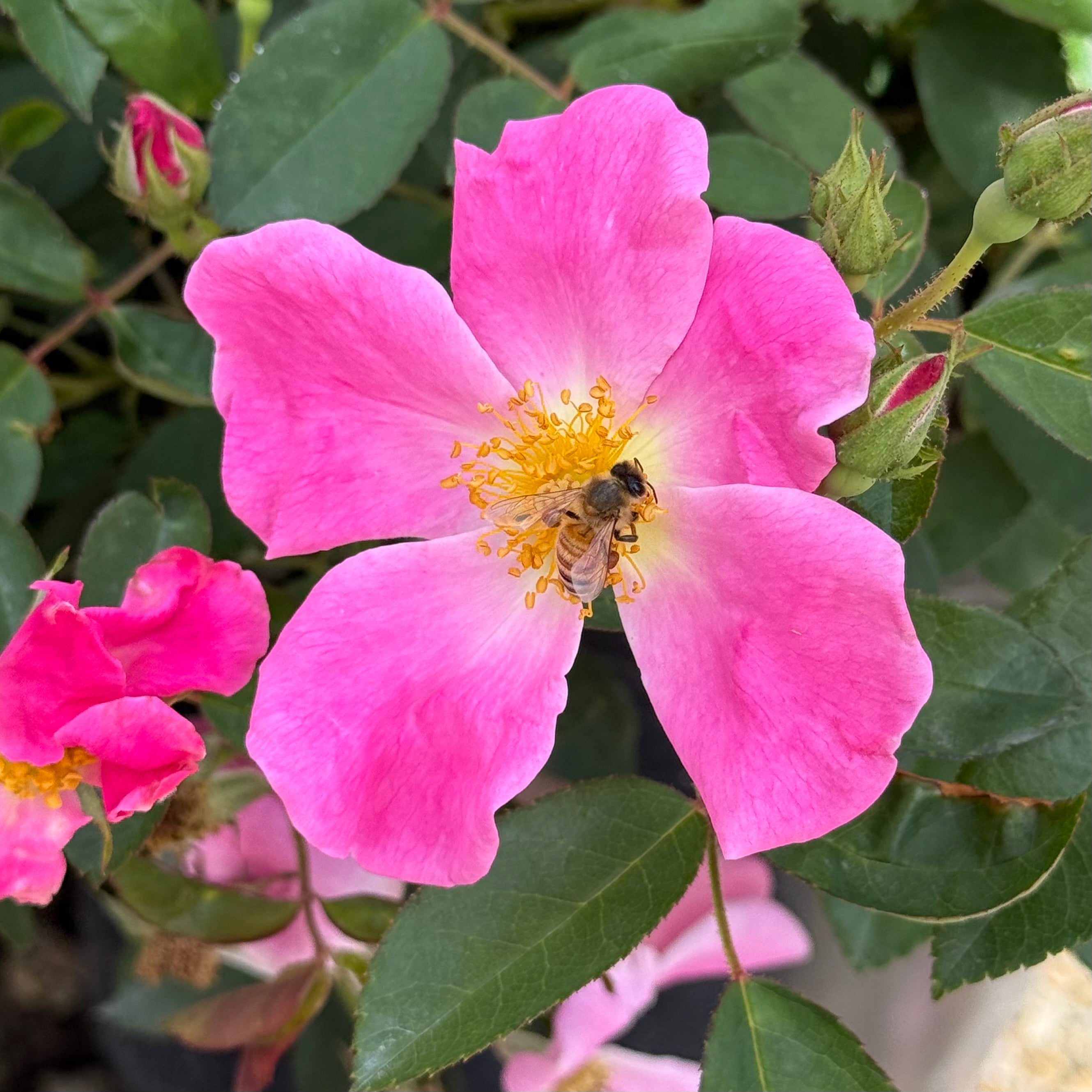 Nearly Wild Potted Rose Bush