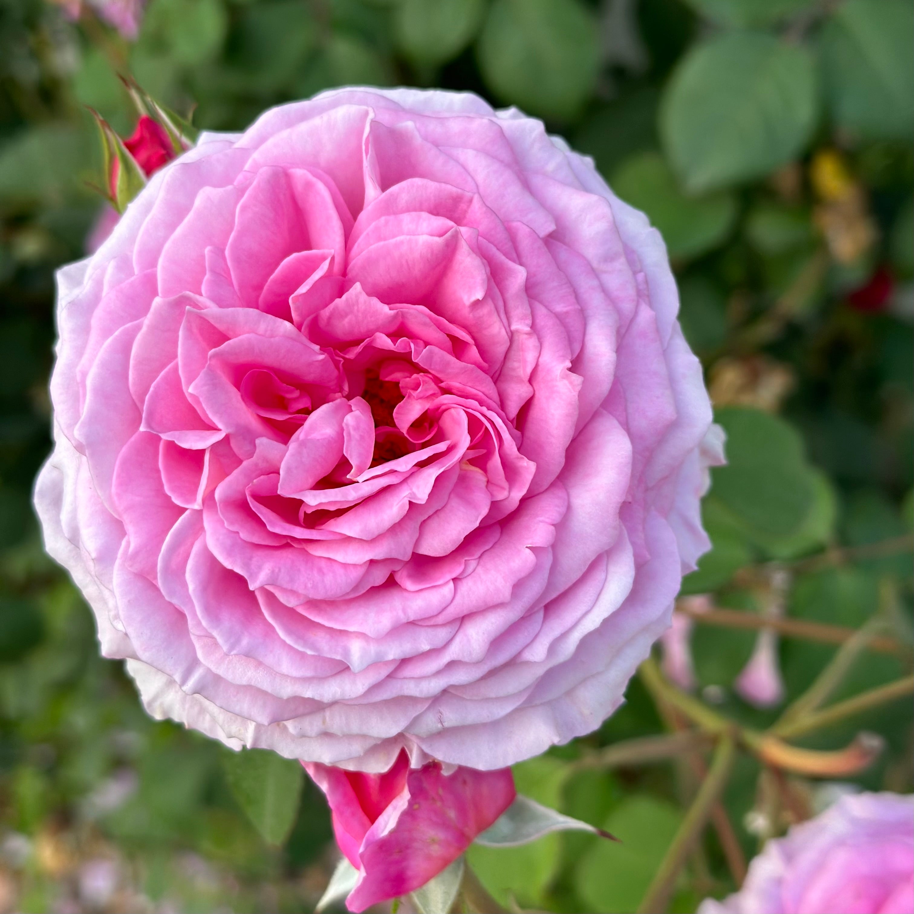 David Austin® James Galway® Potted Climbing Rose