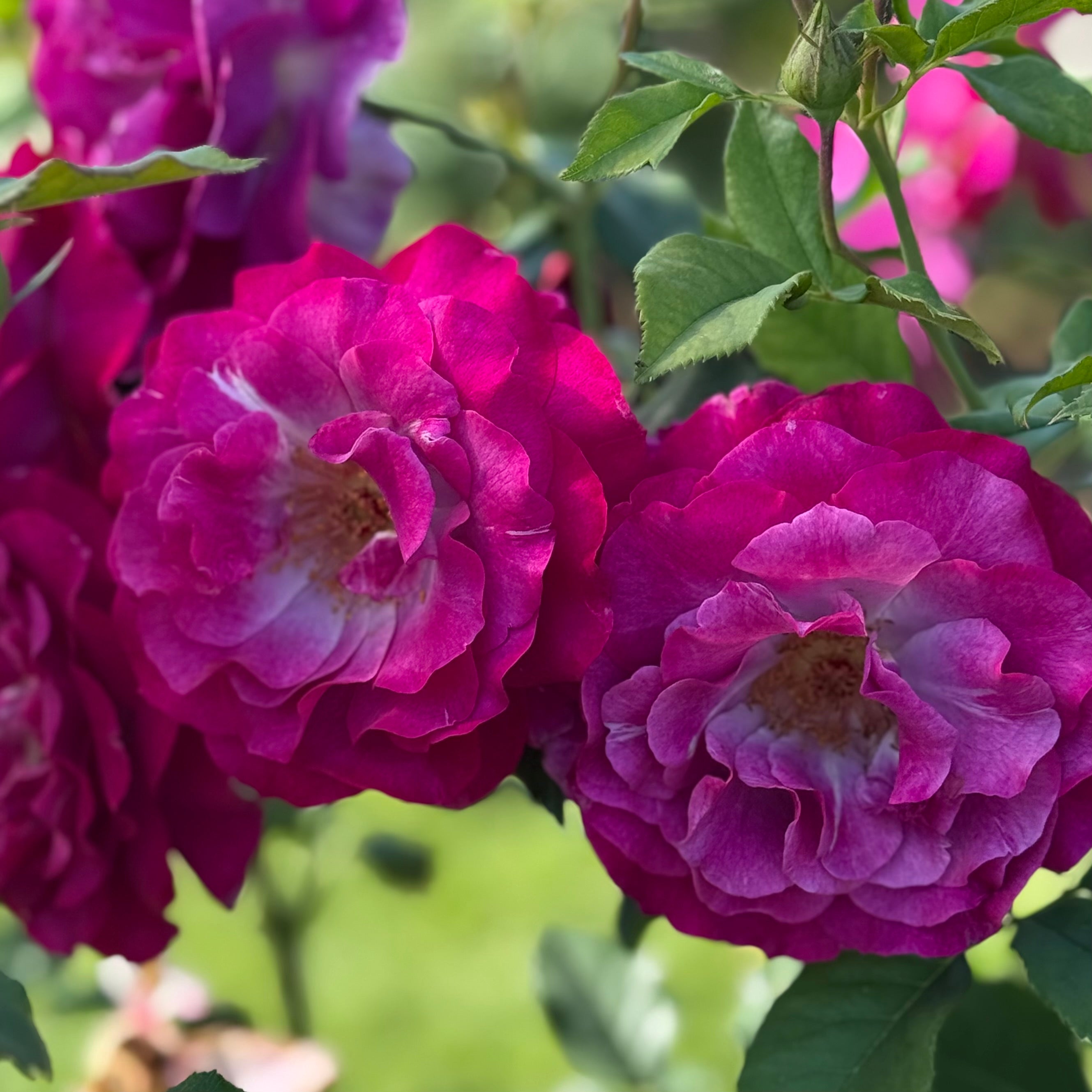 Wild Blue Yonder™ Bare Root Rose Bush