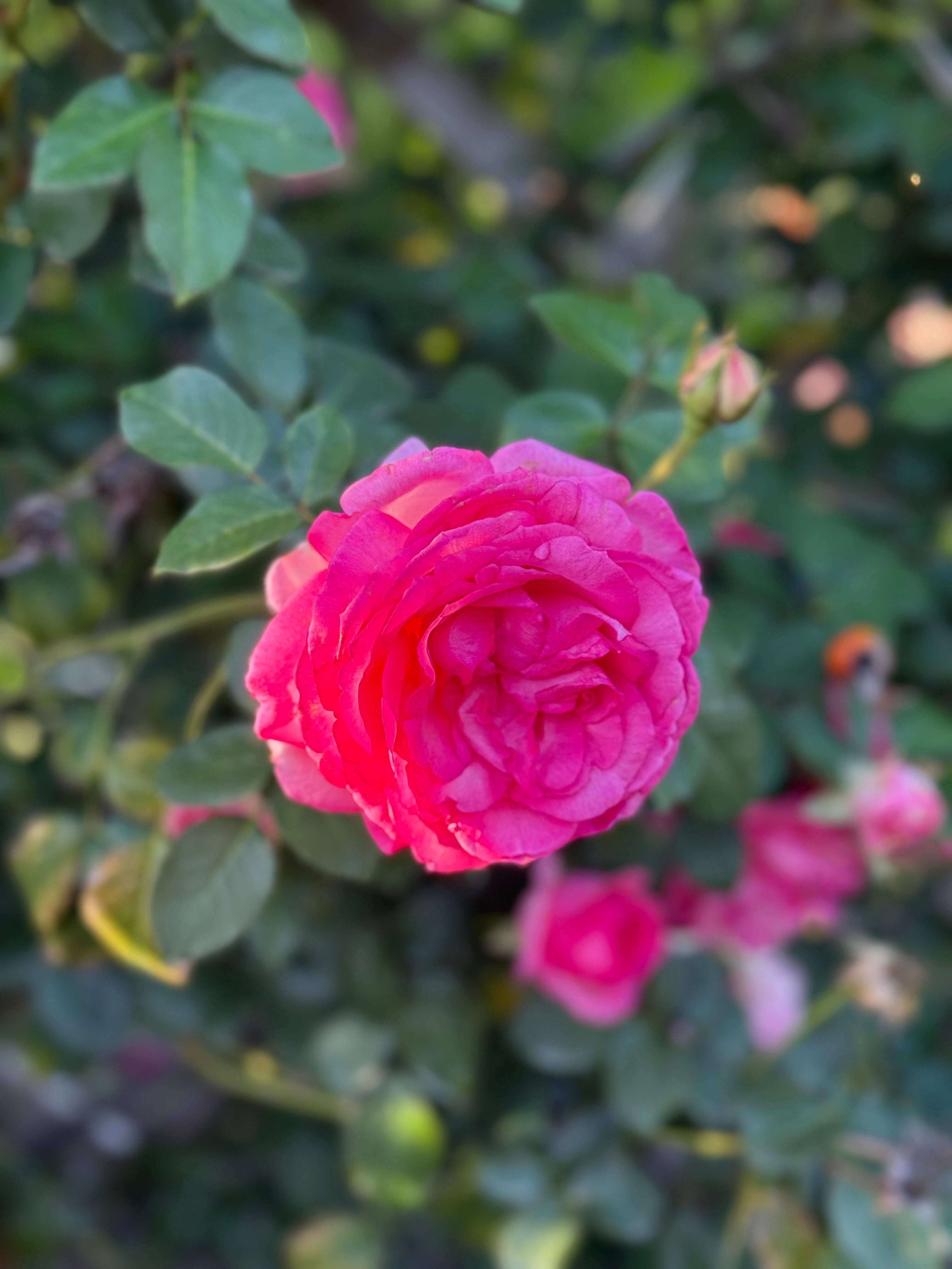 Eden Climber® Pretty In Pink Potted Climbing Rose