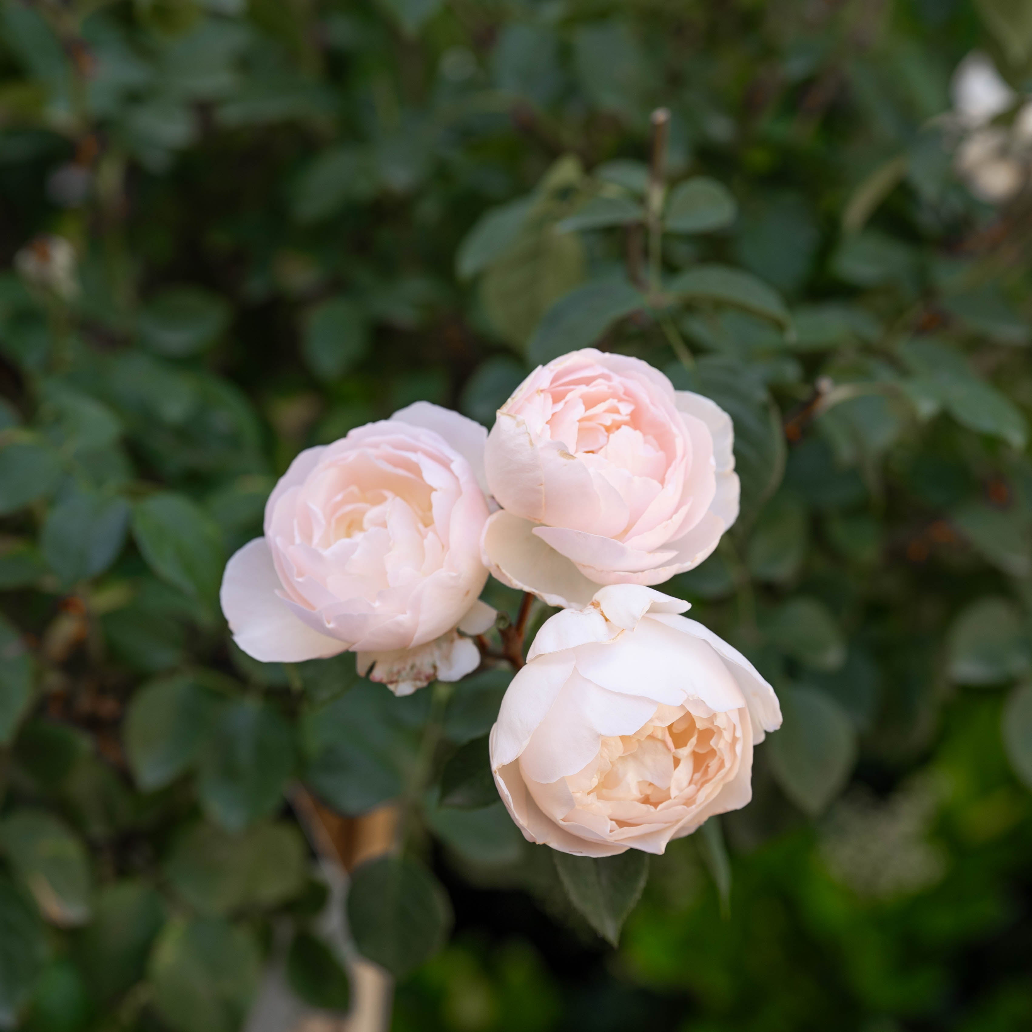 David Austin® Desdemona® Potted Tree Rose