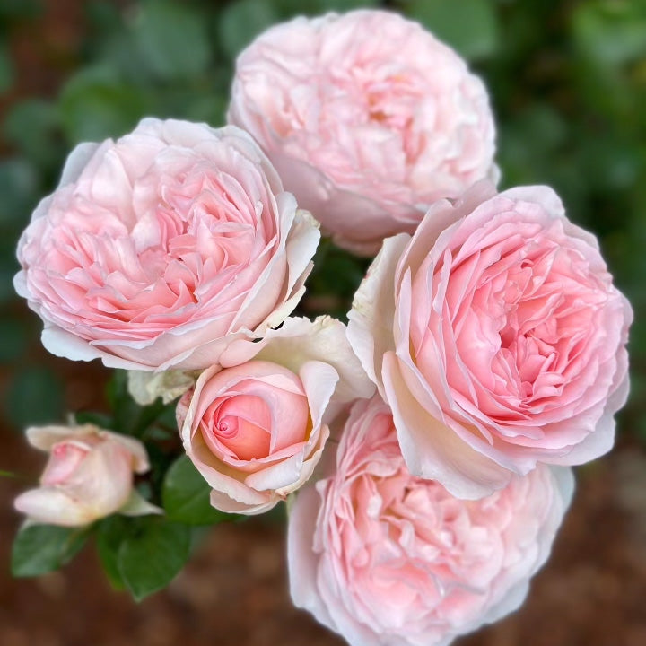 Parfuma® Bliss Potted Rose Bush