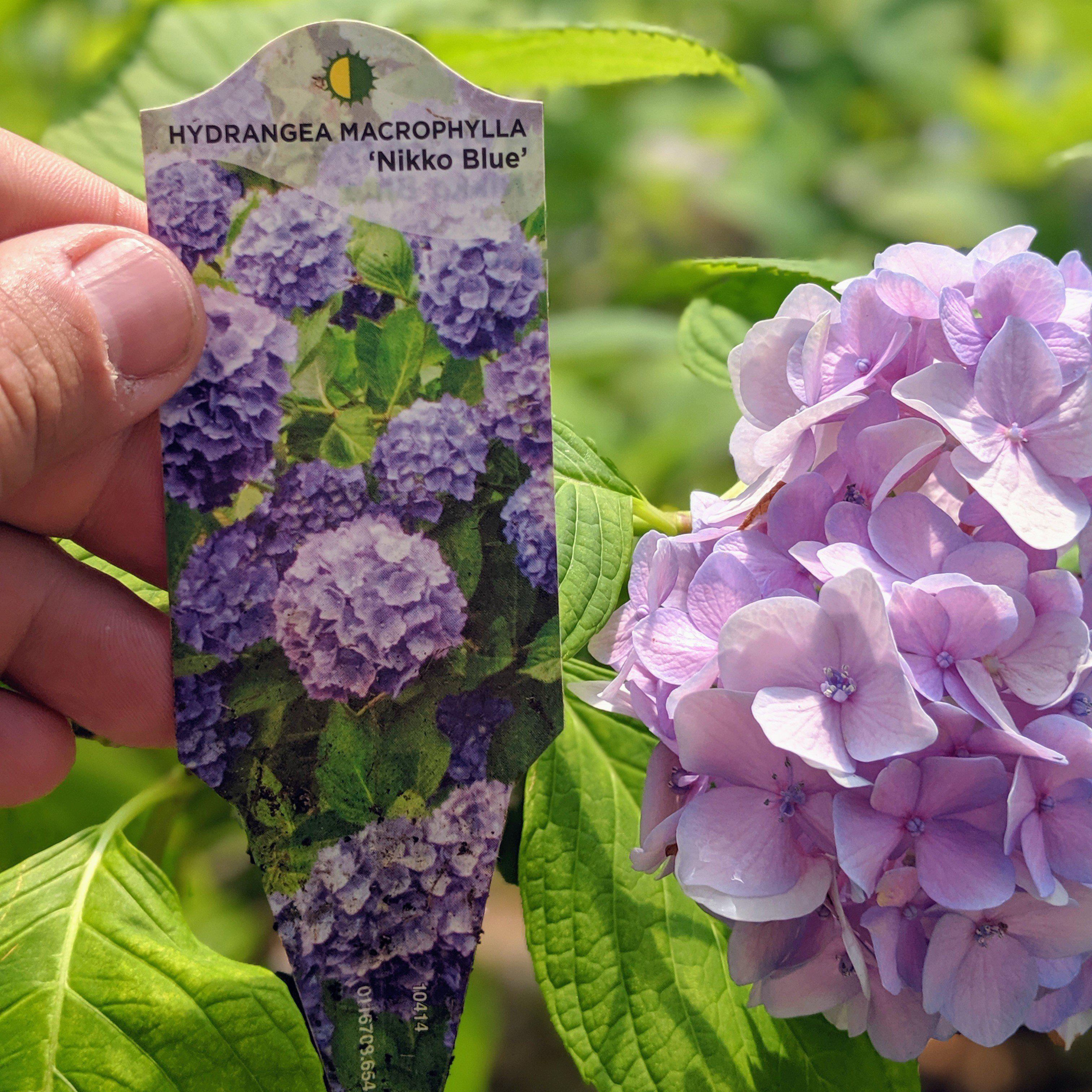 Hydrangea Nikko Blue Potted Hydrangea Plant
