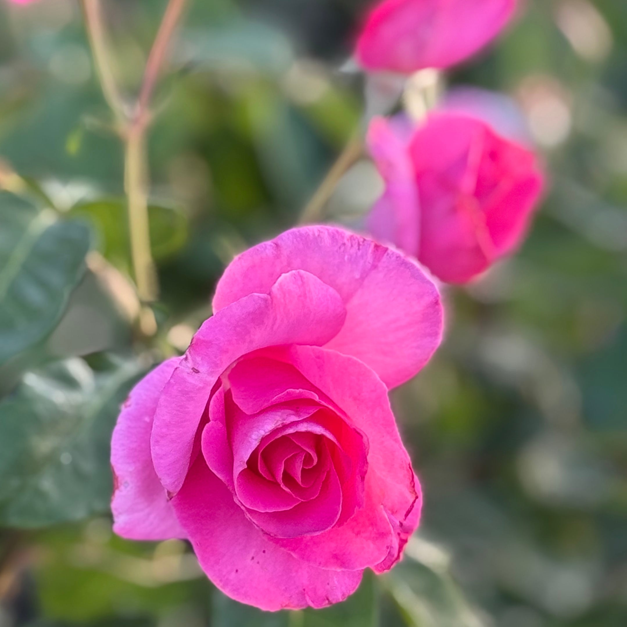 The McCartney Rose® Potted Rose Bush