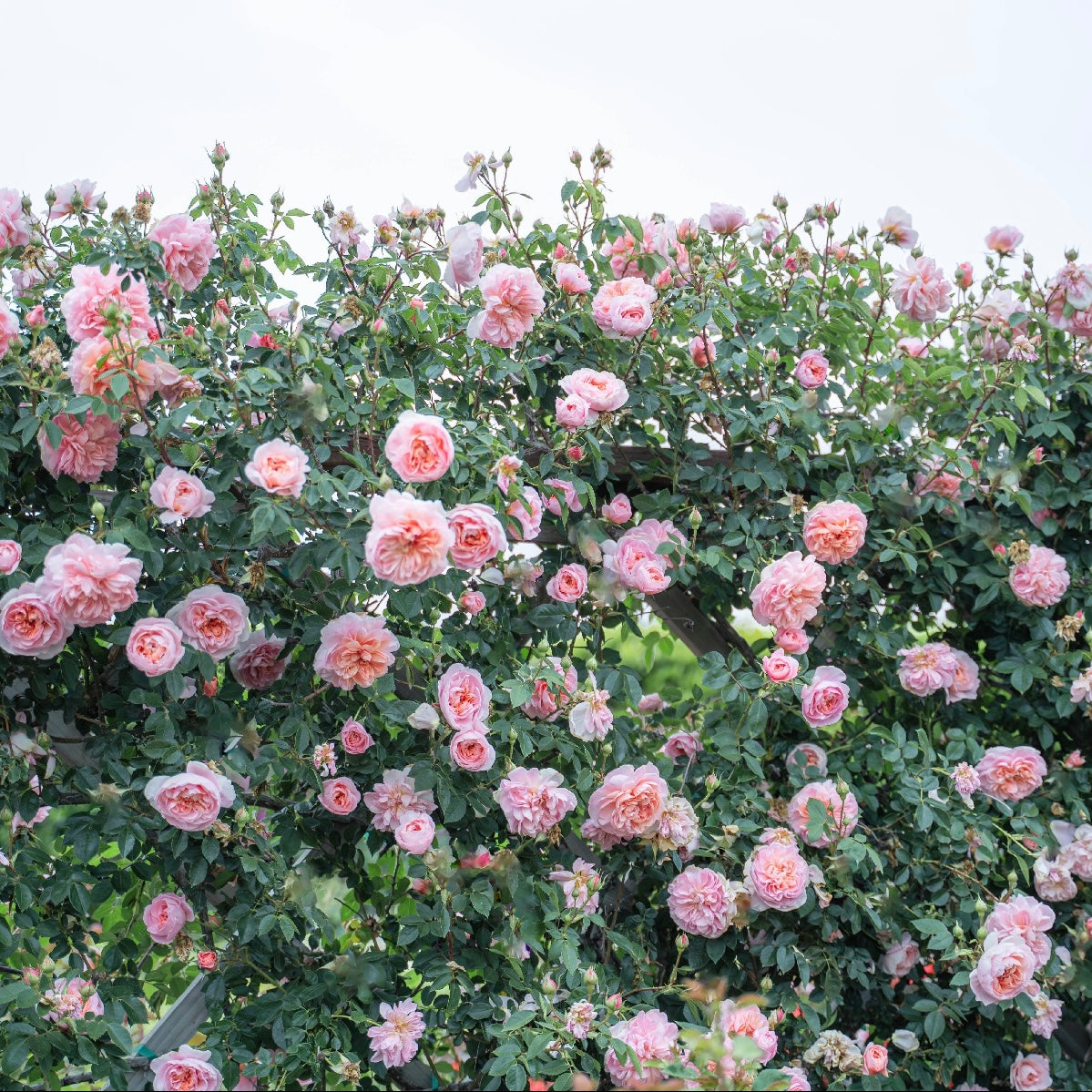 Colette™ Bare Root Climbing Rose