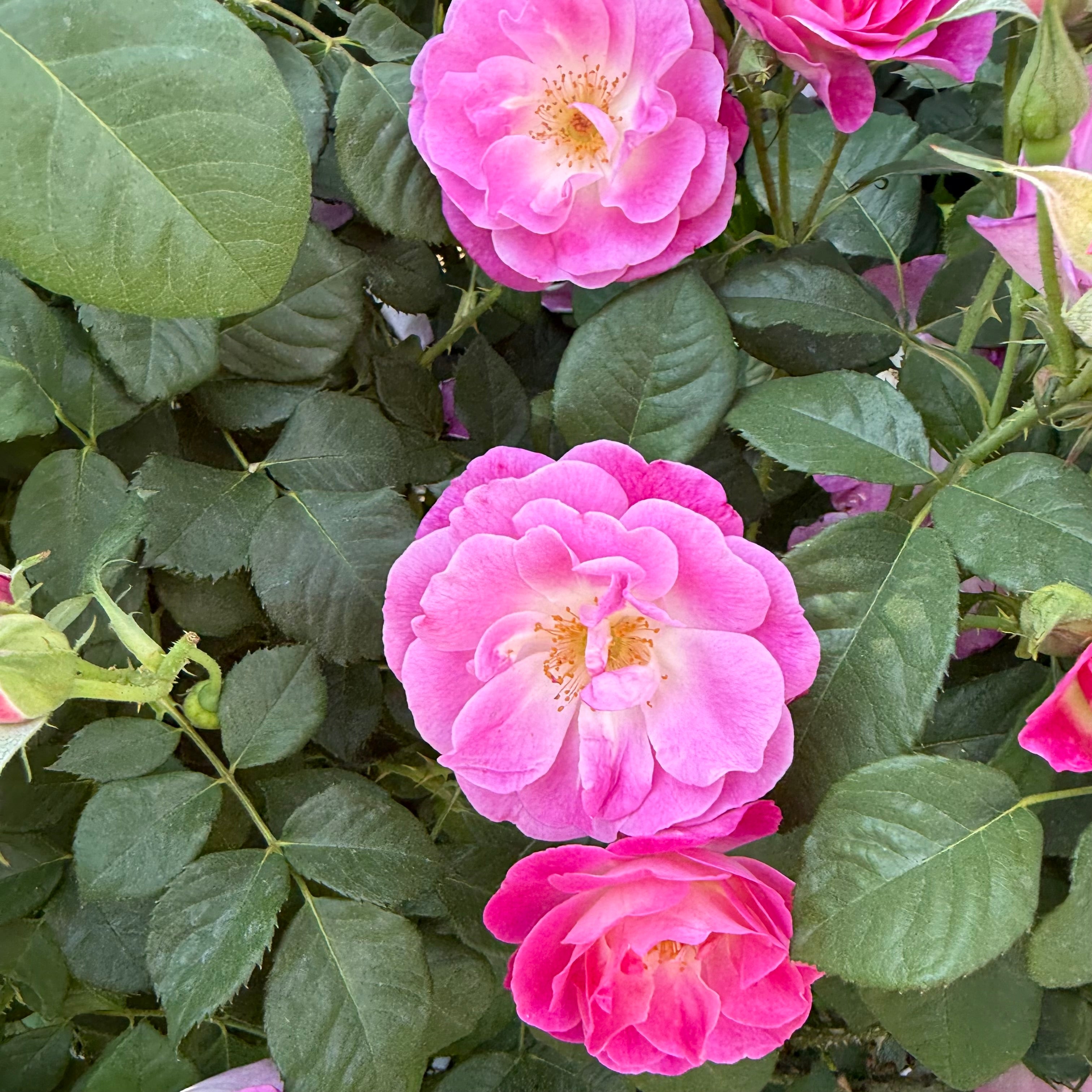 Easy to Please® Potted Rose Bush